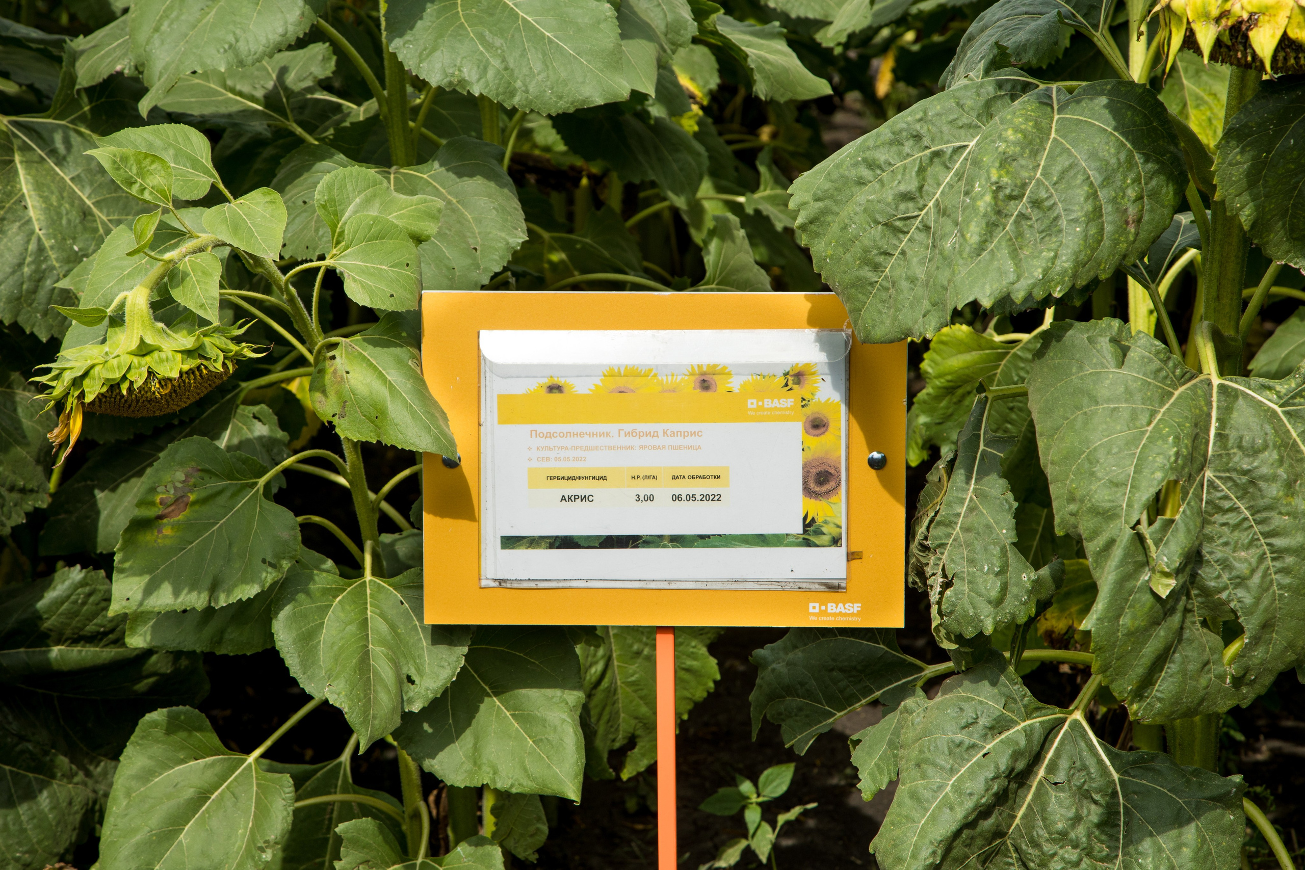 Решения для сельского хозяйства BASF 16.08.2022. Владислав Волков | Фотография и видеосъемка в Воронеже