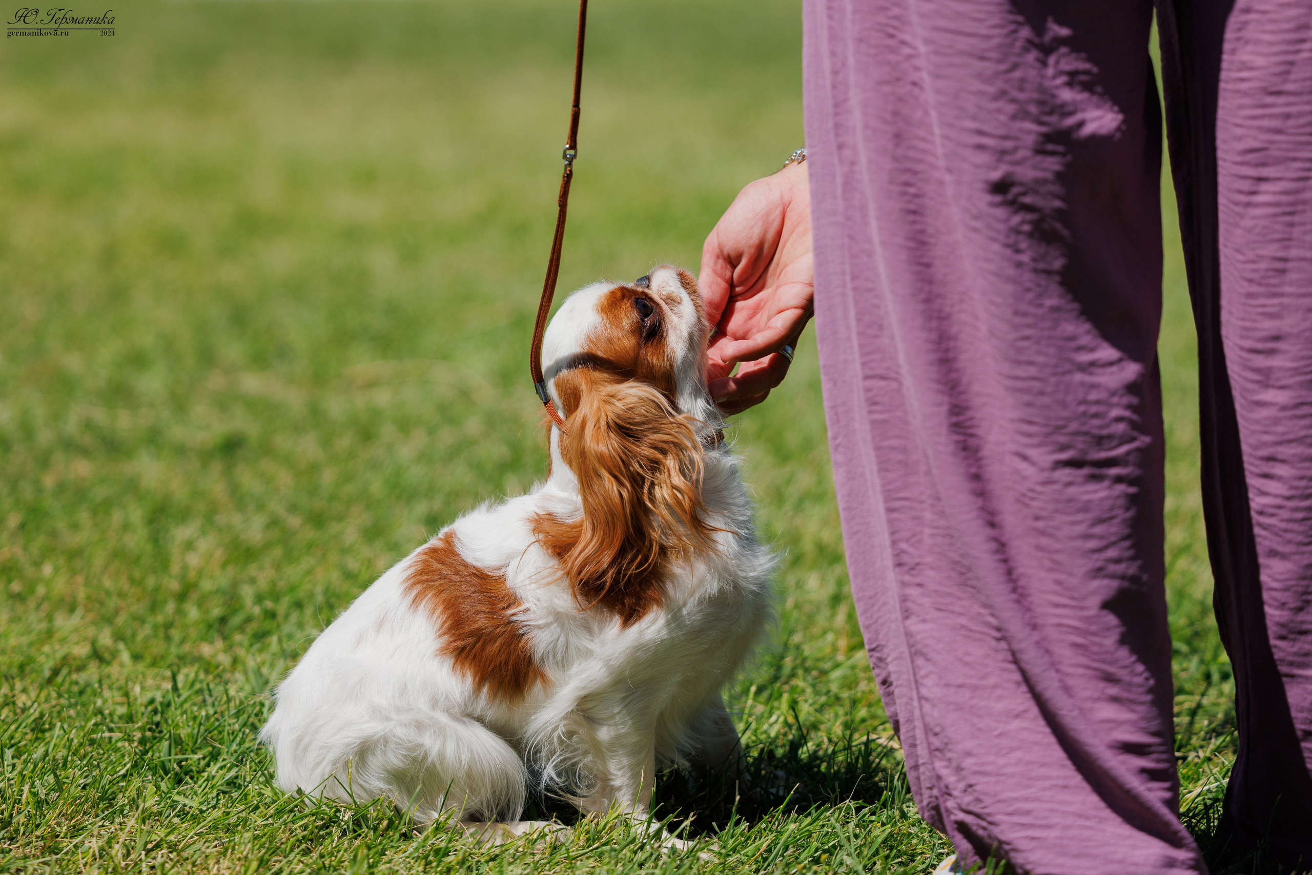 Ереван 3-5.06.2024. Фотограф-анималист Юлия Германика