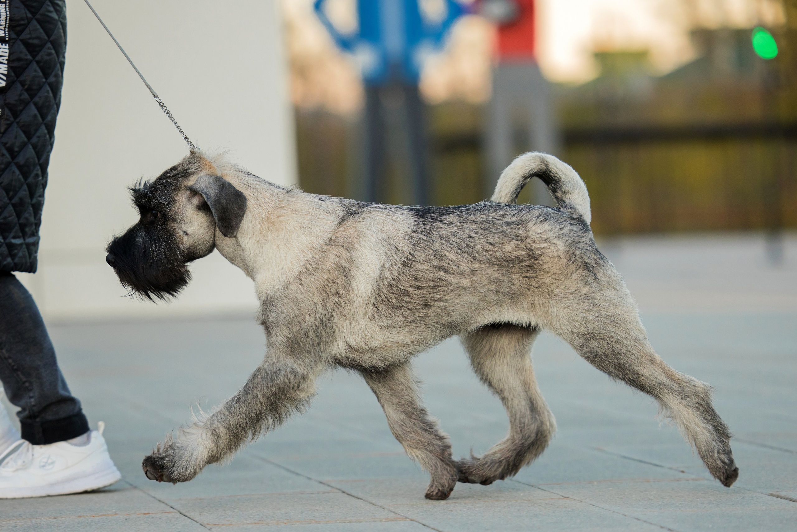 Нижний Новгород 21-22.10.2023. Фотограф-анималист Юлия Германика