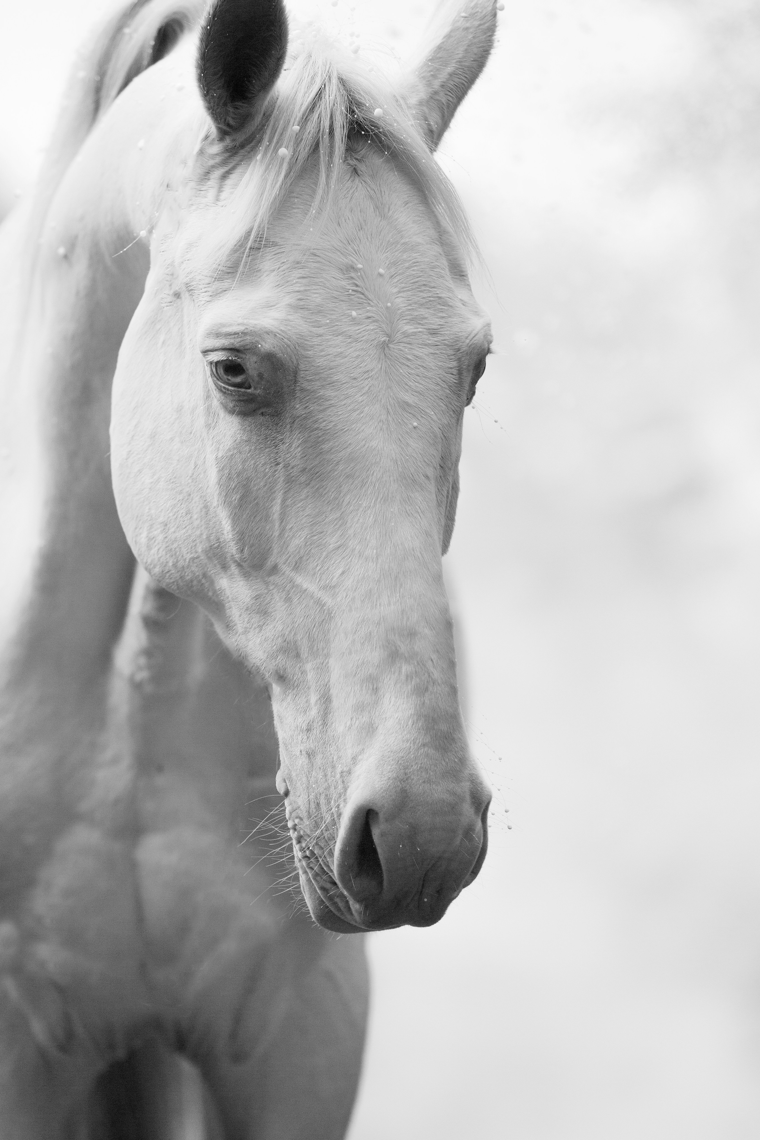 Лошади. Фотограф-анималист Юлия Удовенко