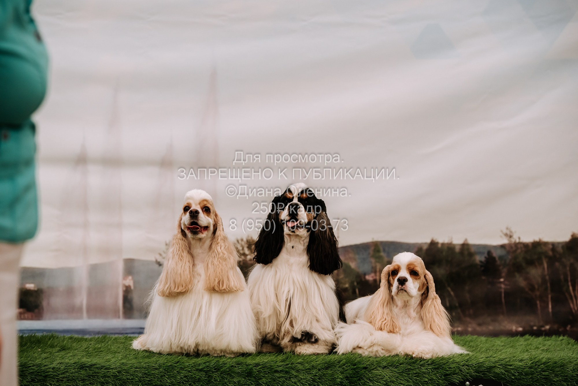 Выставка собак Красноярск 2.06. Фотограф Диана Оленина Красноярск / Братск