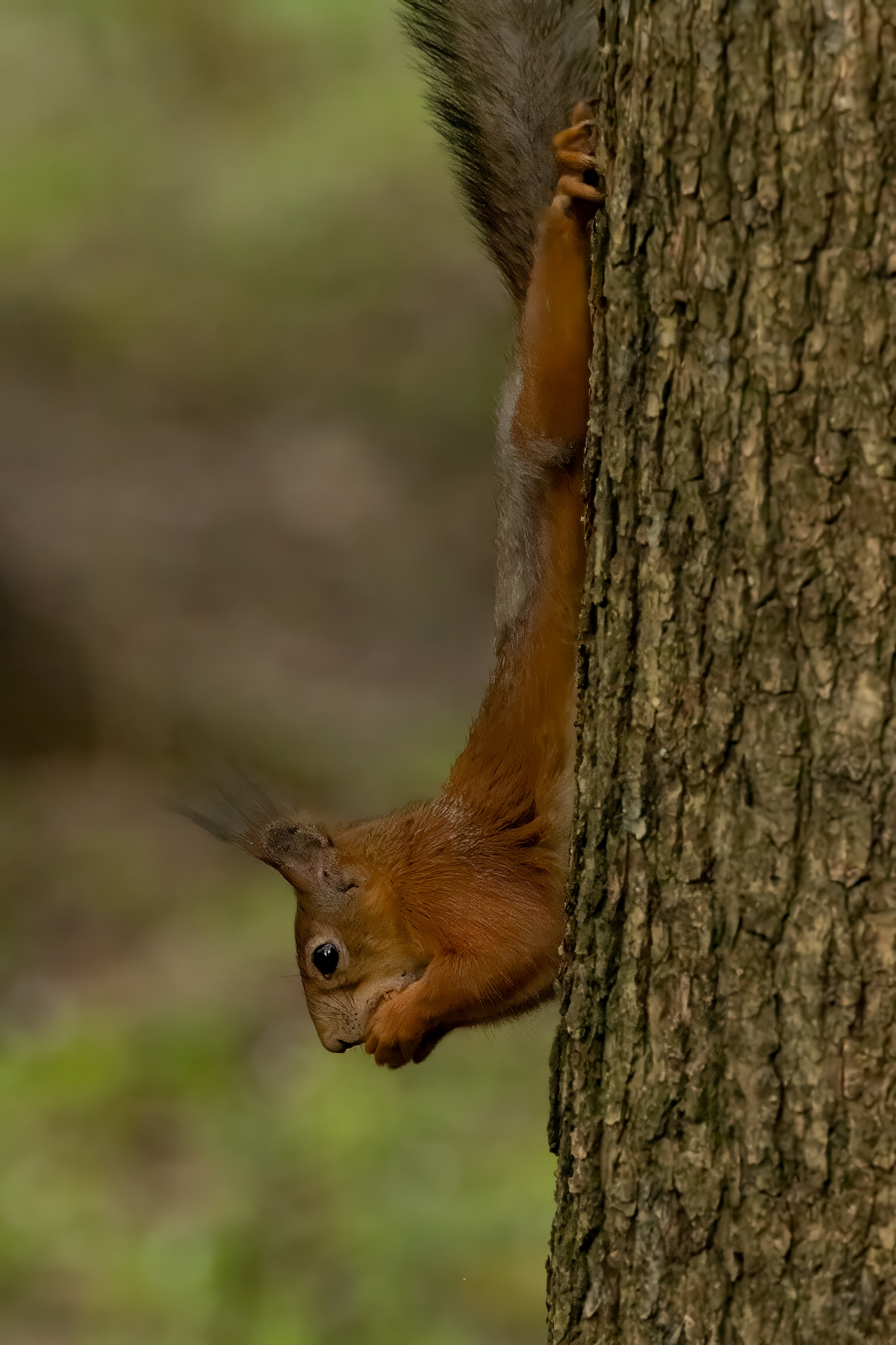 Дикая природа. Photomantis