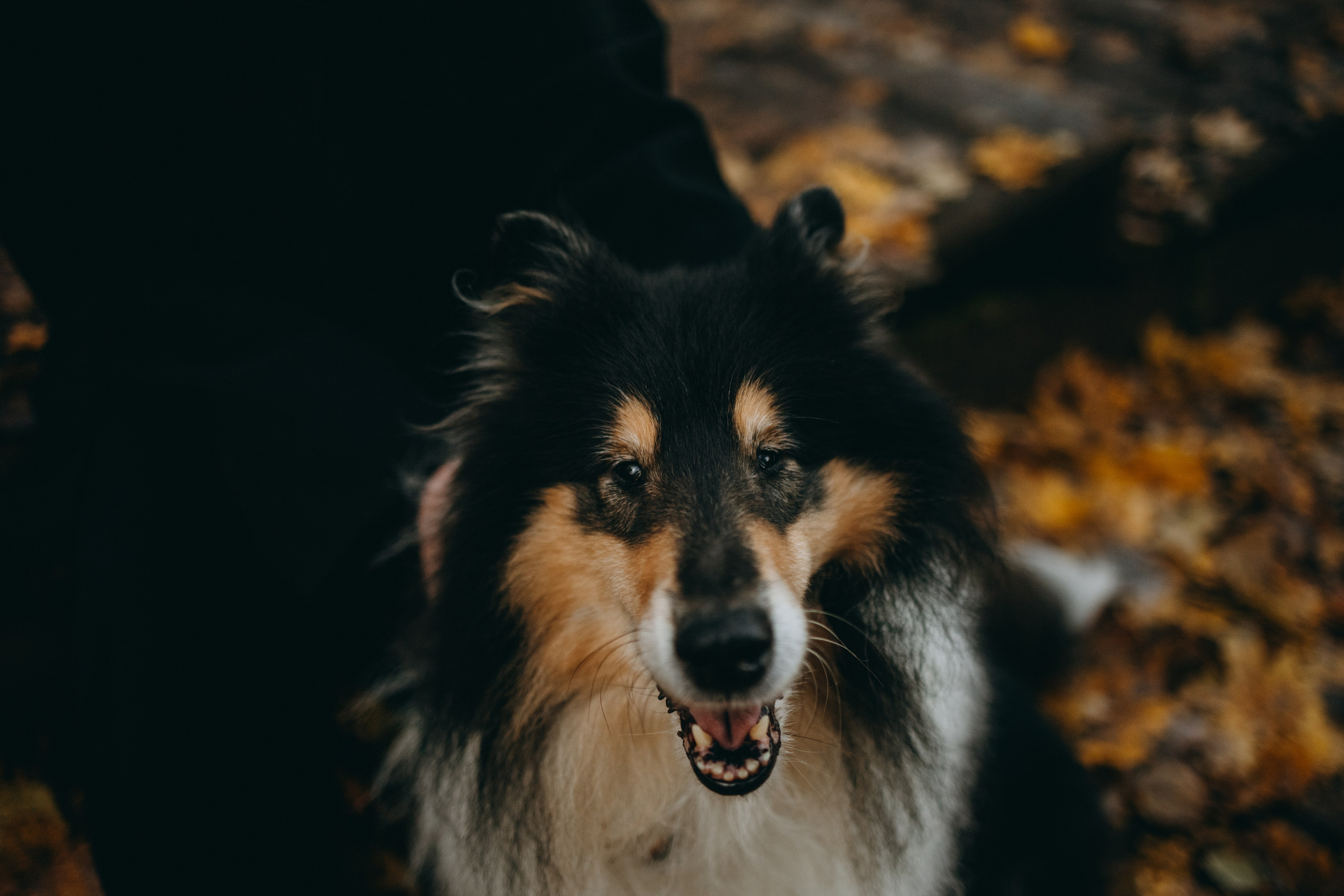 Ия и Барт. Фотограф — Анималист | Санкт-Петербург