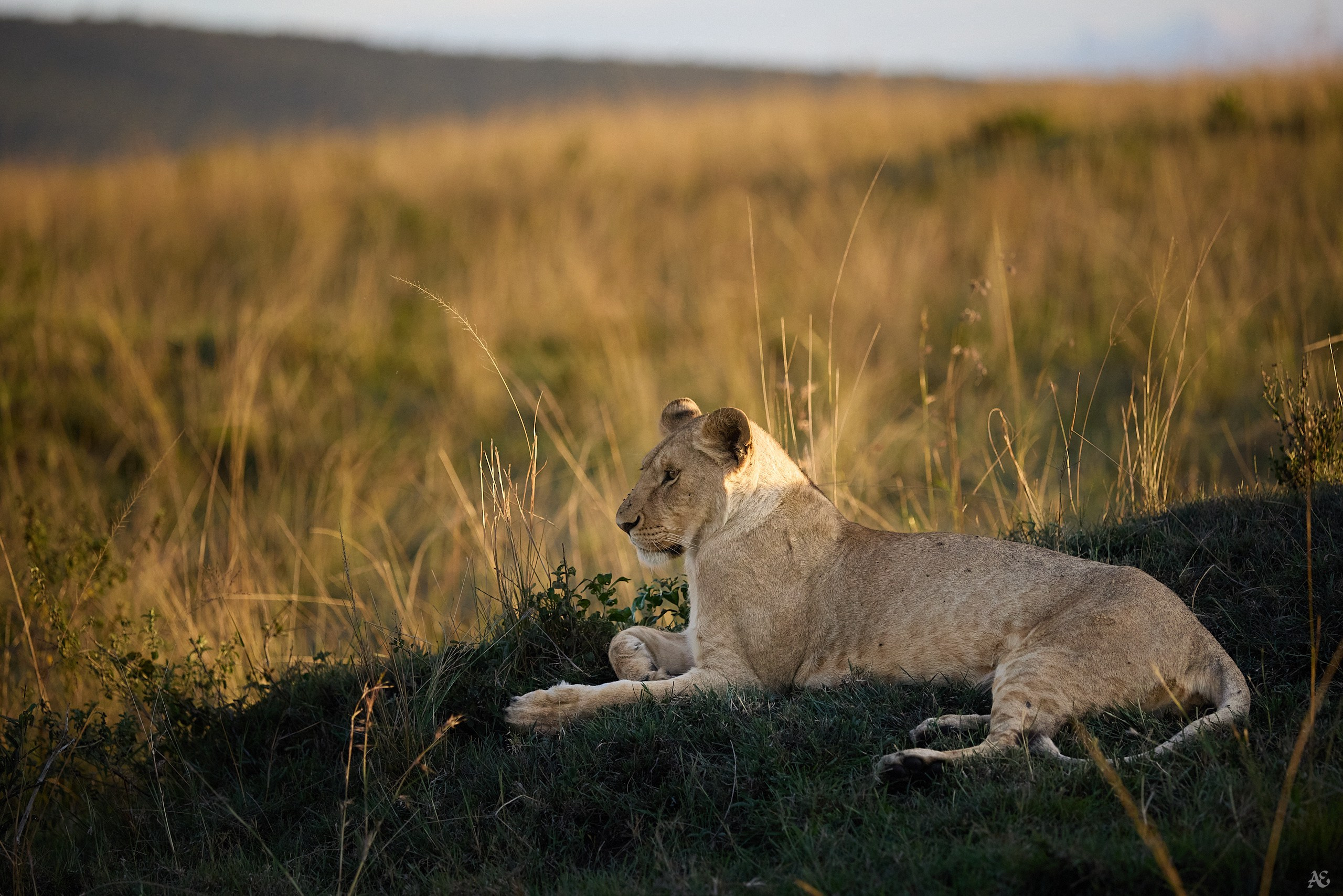 Приветственная львица