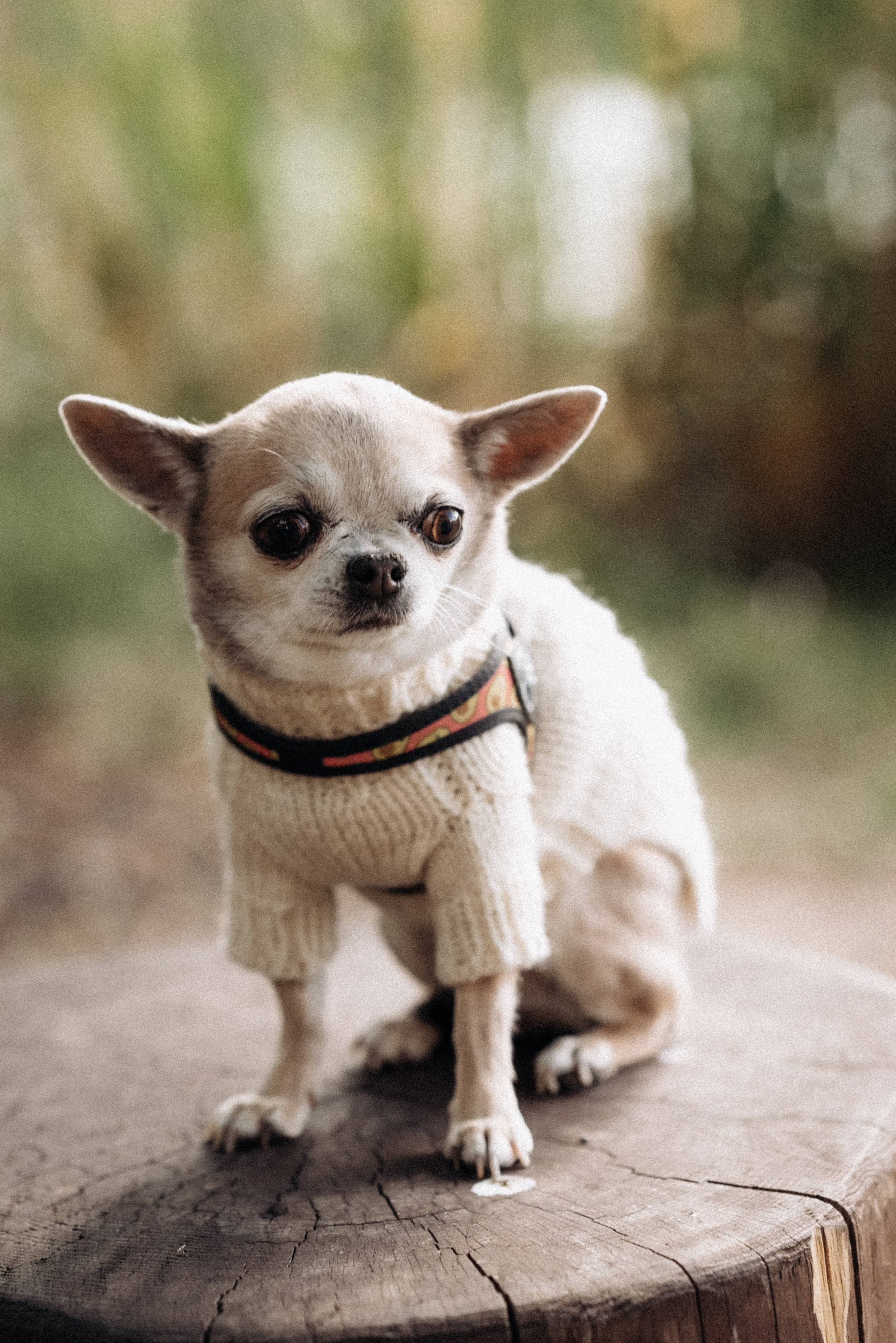Осеняя в парке. Женский и семейный фотограф в Москве и Красногорске Светлана Левченко
