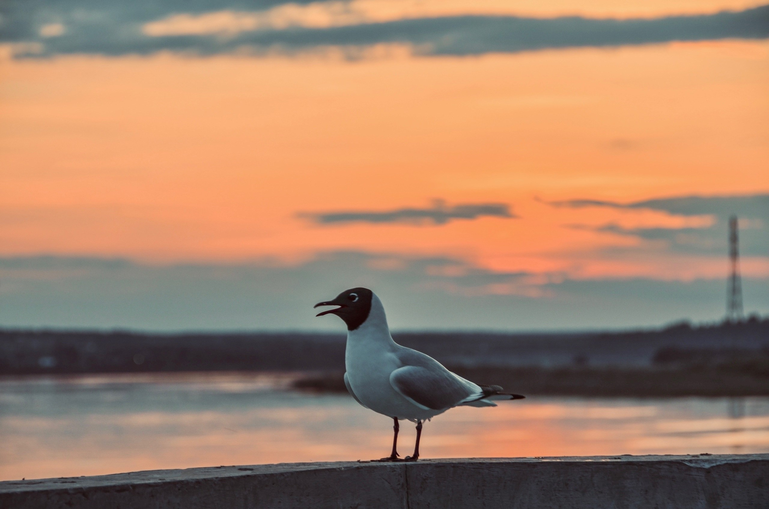 Nature. Фотограф/Видеограф