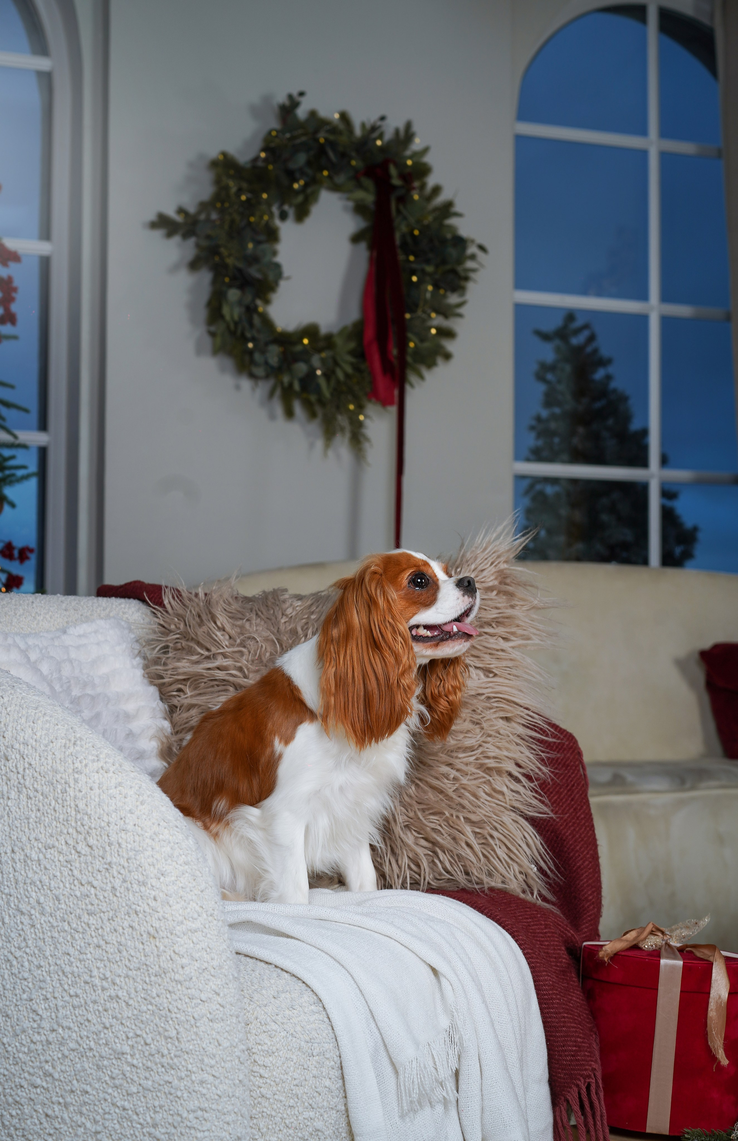 Катя и кавалерчики. Фотограф-анималист в Санкт-Петербурге Яна Мартынова