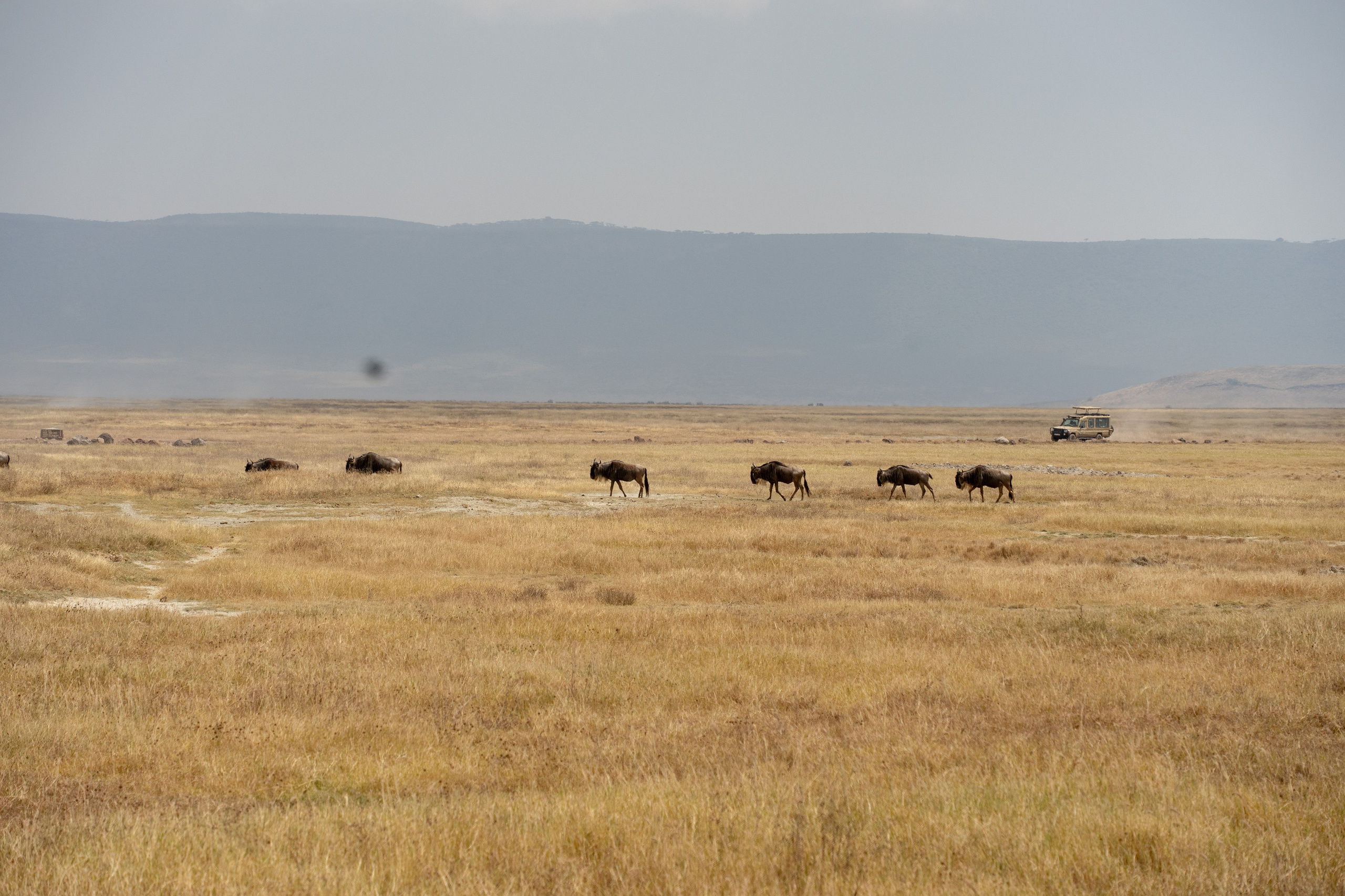 Танзания, сафари, 2025. Творческие сьемки