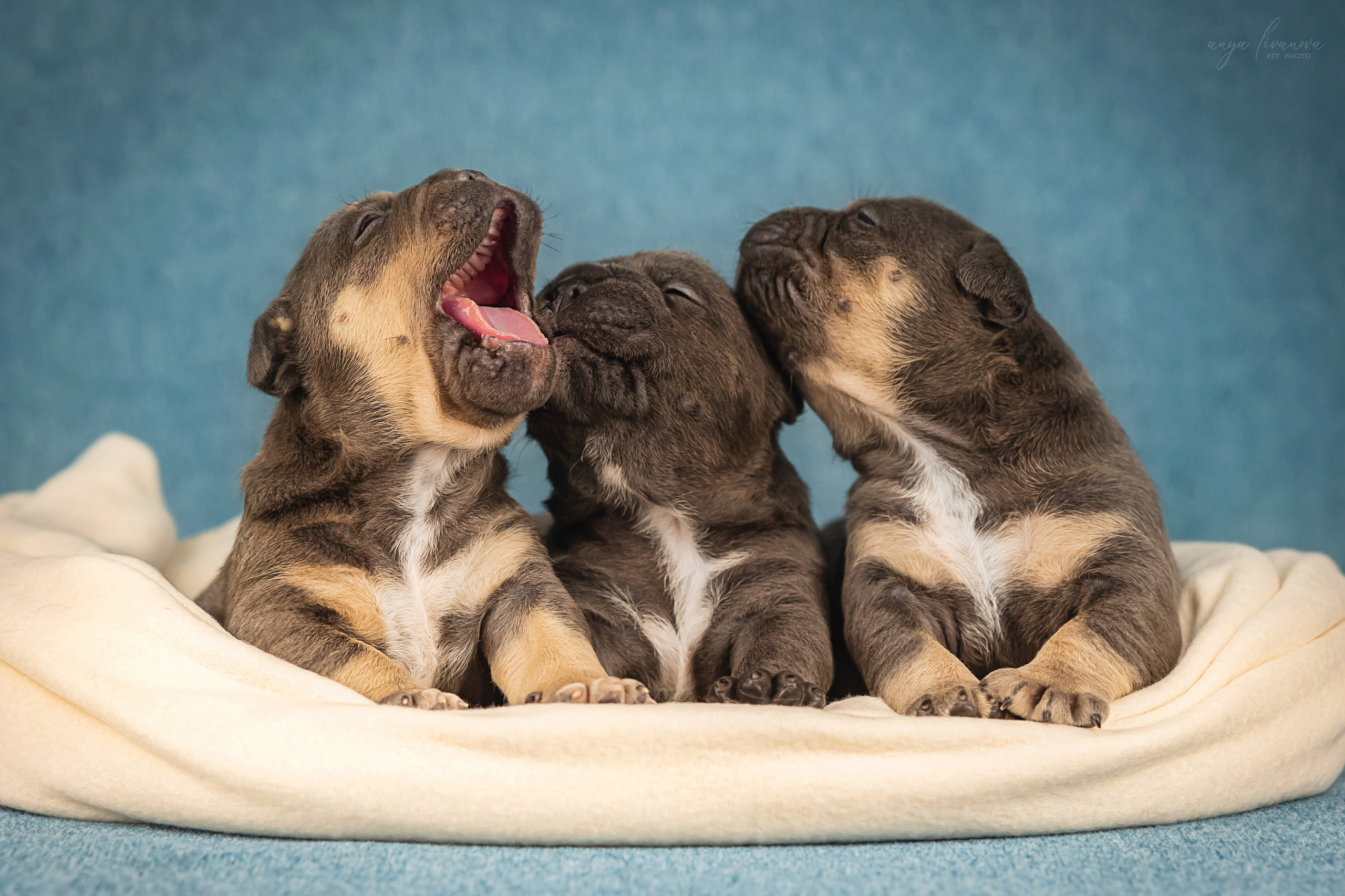 Амбулли. Фотограф анималист Аня Ливанова | Рыбинск
