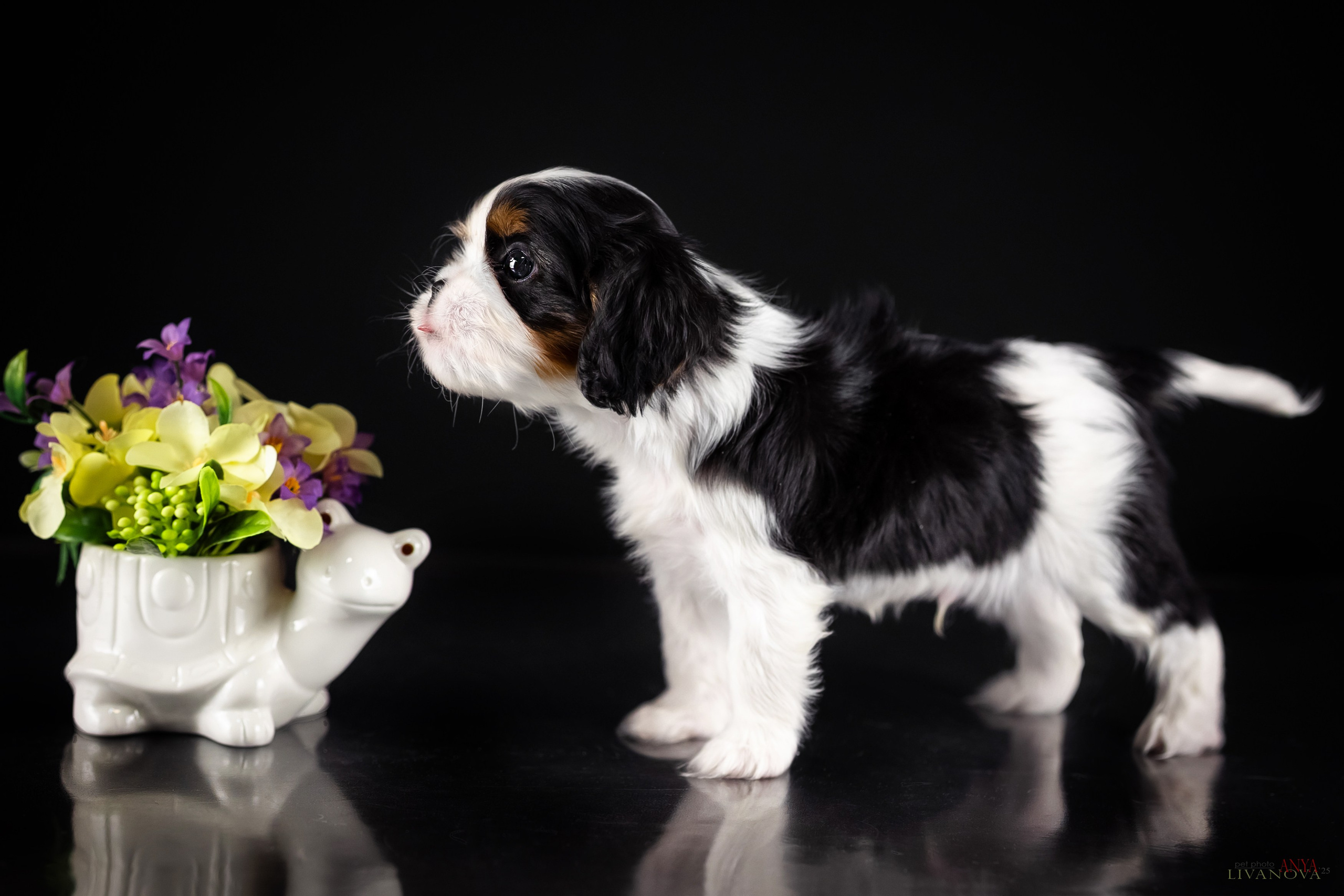 Кавалерчики. Фотограф анималист Аня Ливанова | Рыбинск