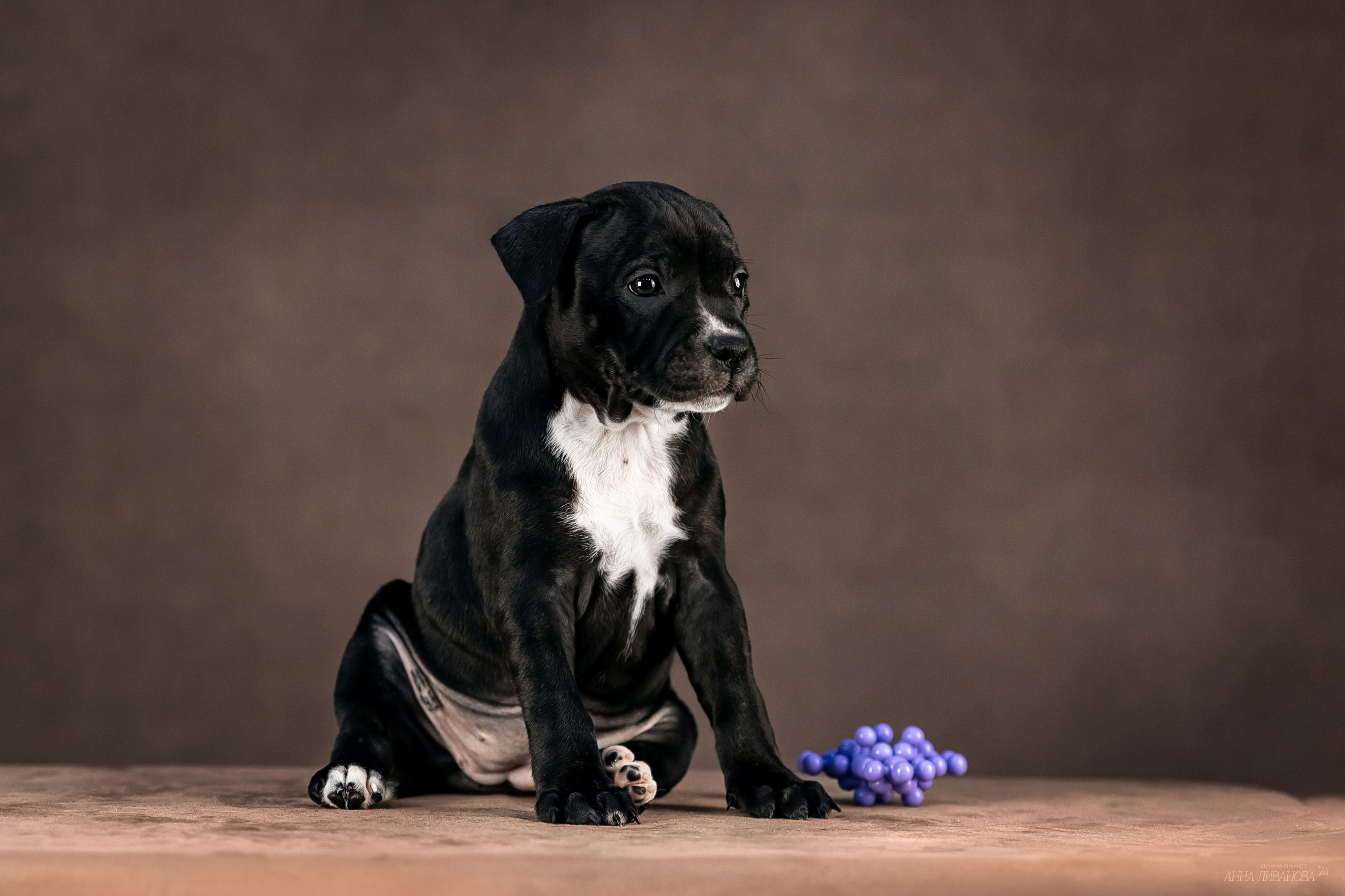 Стаффи. Фотограф анималист Аня Ливанова | Рыбинск