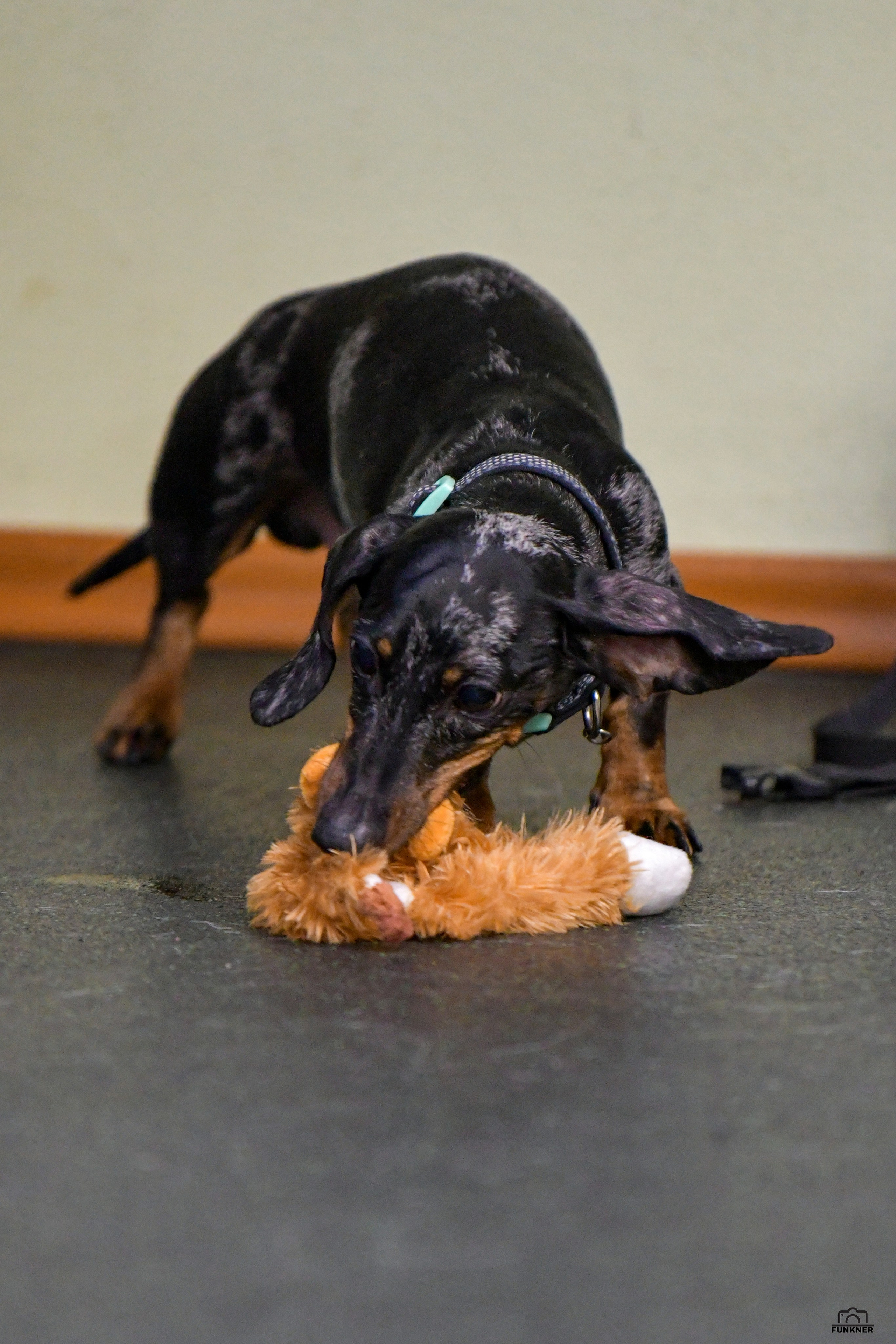 Кинологический клуб «Бодрый хвост». Свой взгляд через объектив
