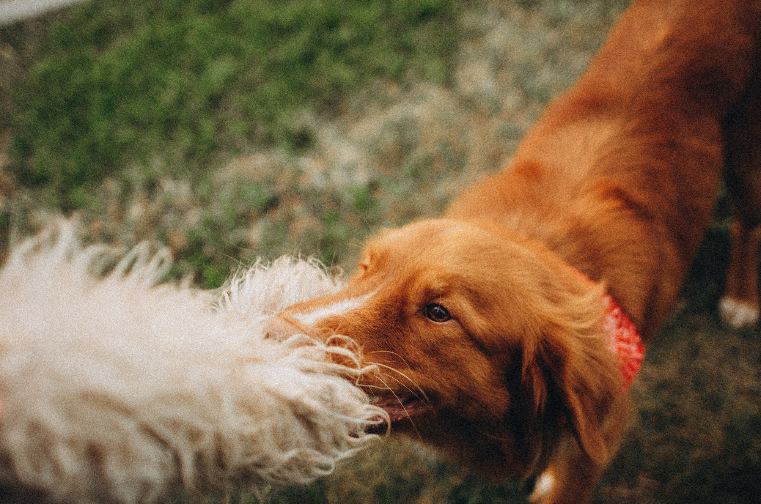 Алина и Бис. Фотограф-анималист Богданова Полина