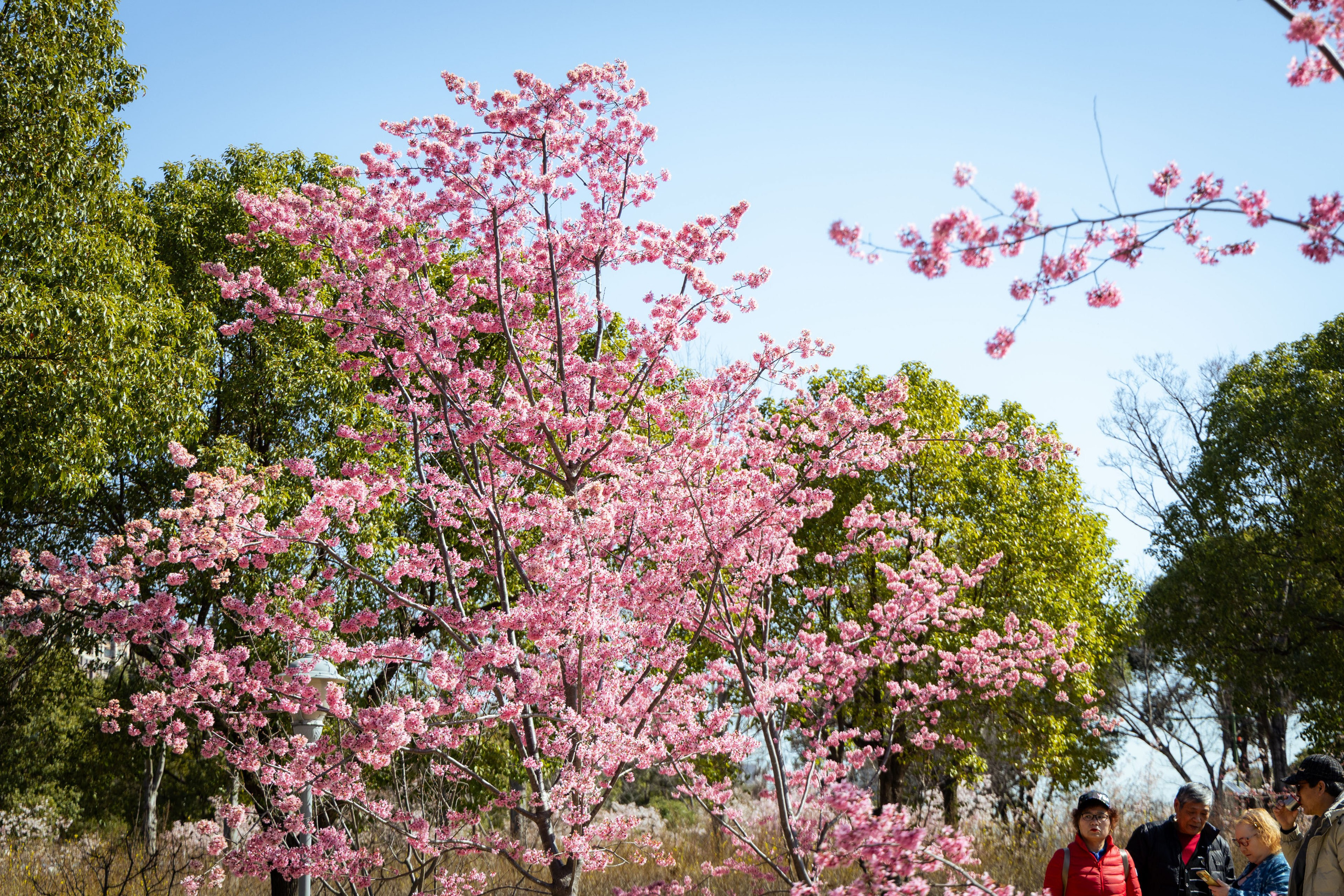 Шанхай (март 2026). Фотограф Виноградов Константин