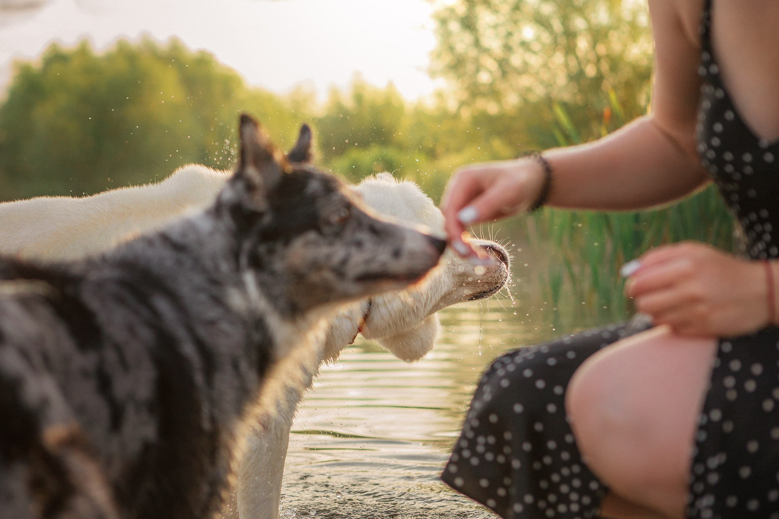 Таня и команда на рассвете. Фотограф анималист Кузнецова Анна Нижний Новгород