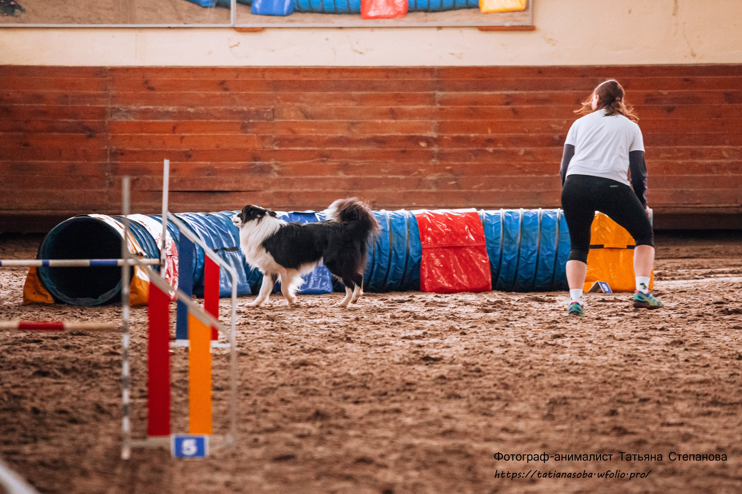 Соревнования по Аджилити 25.02.2024. Фотограф-анималист Татьяна Степанова