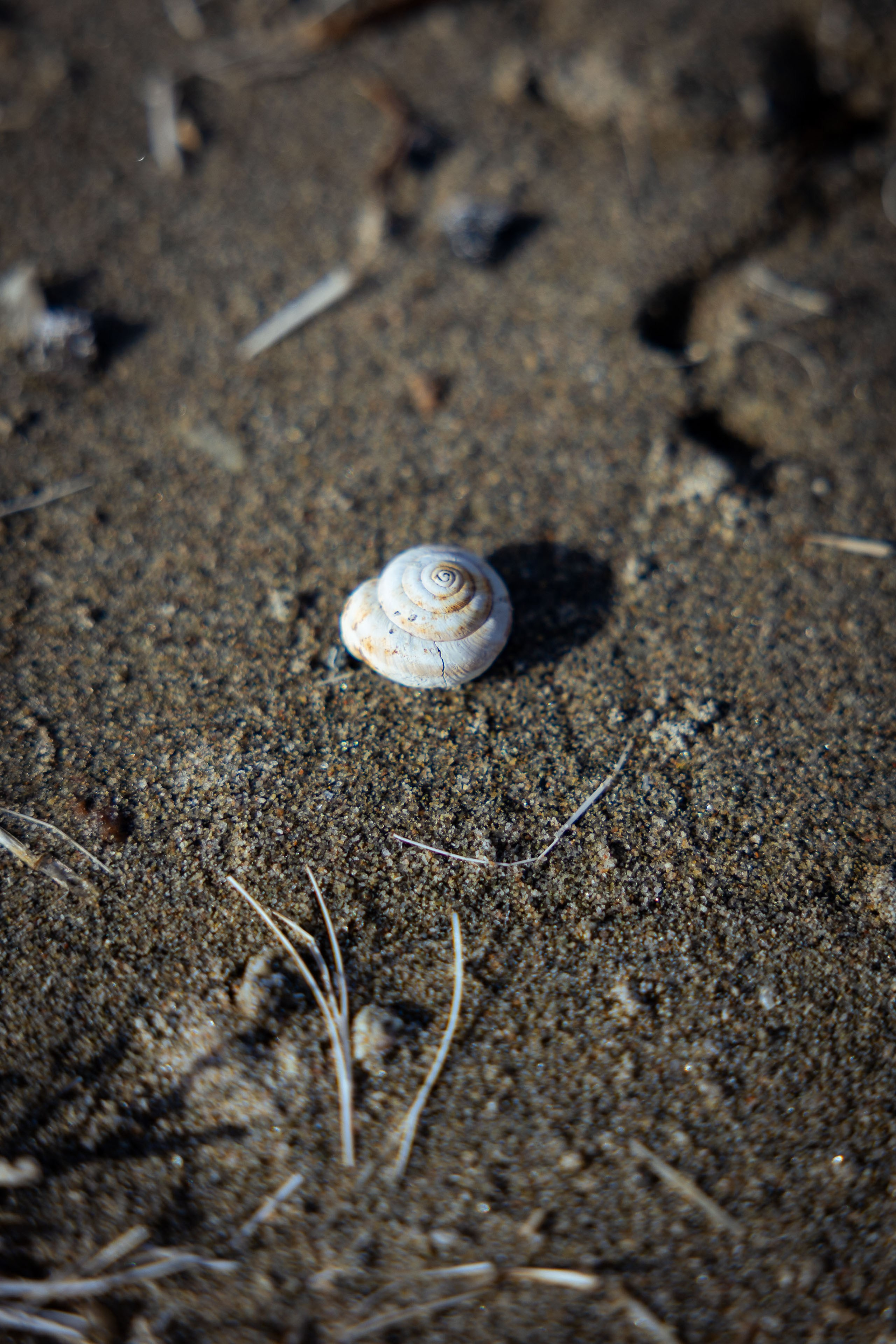 Кыргызстан (весна 2025). Фотограф Виноградов Константин