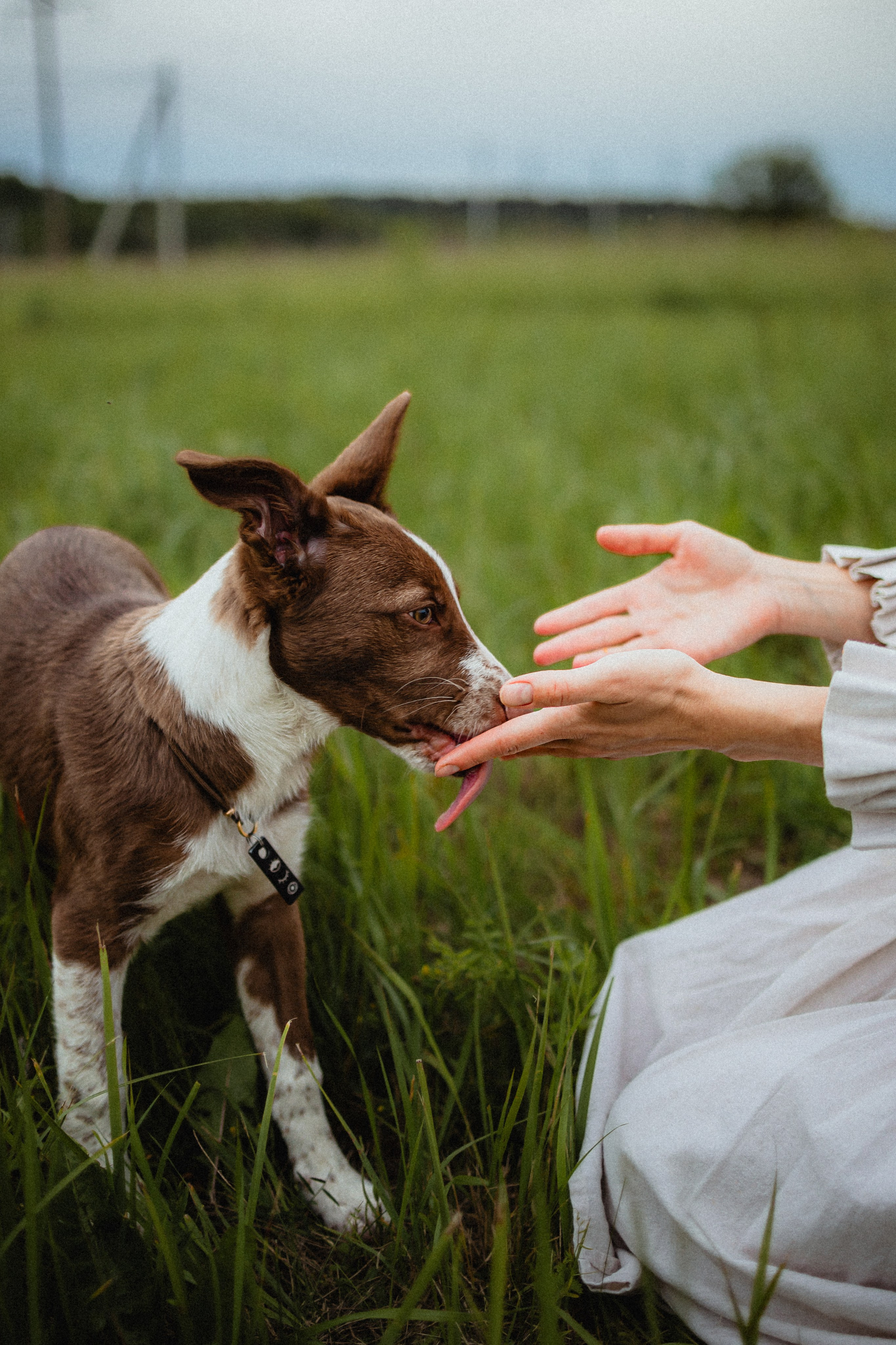 Выездной дог-тренинг от школы «Шерсть имею»