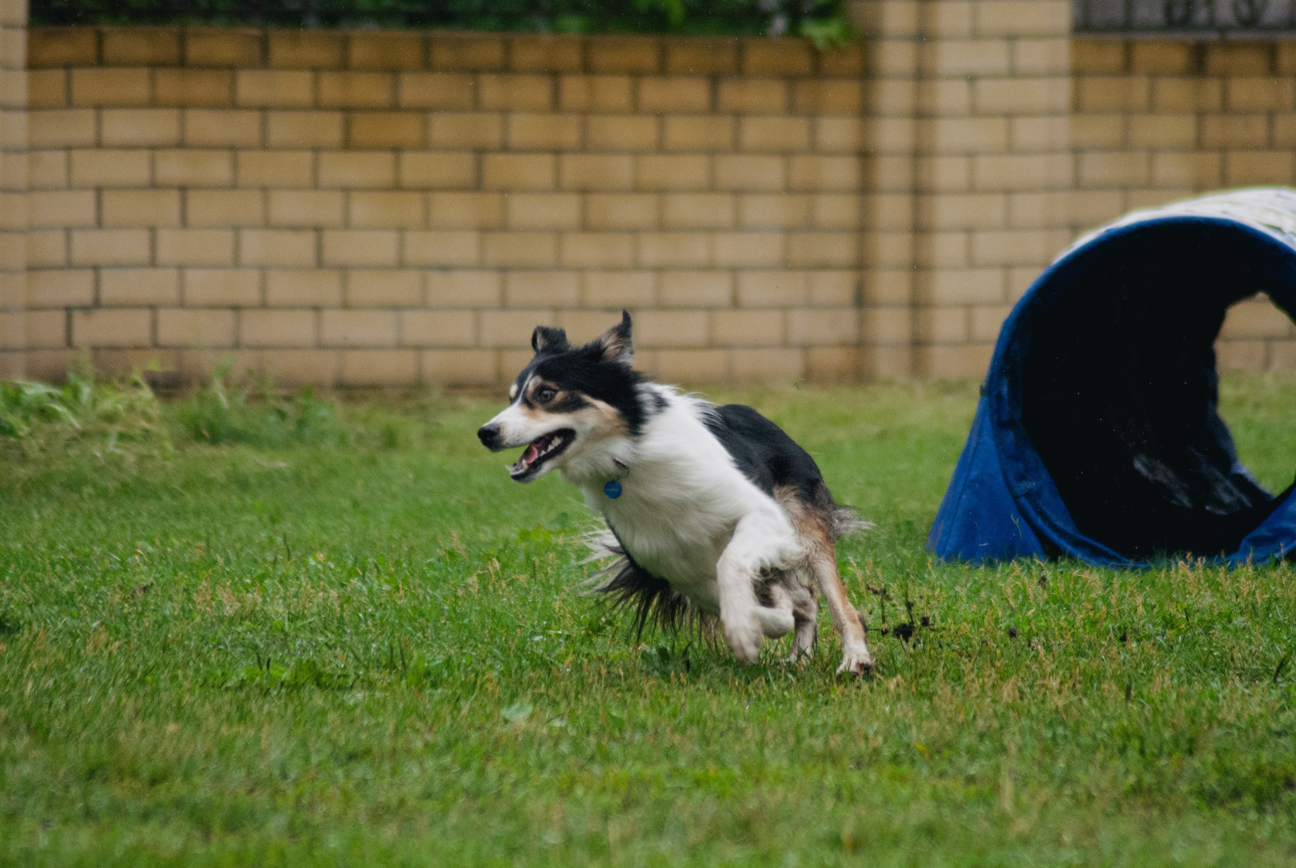 Аджилити. Фотограф в Тюмени Лизавета Сапицкая