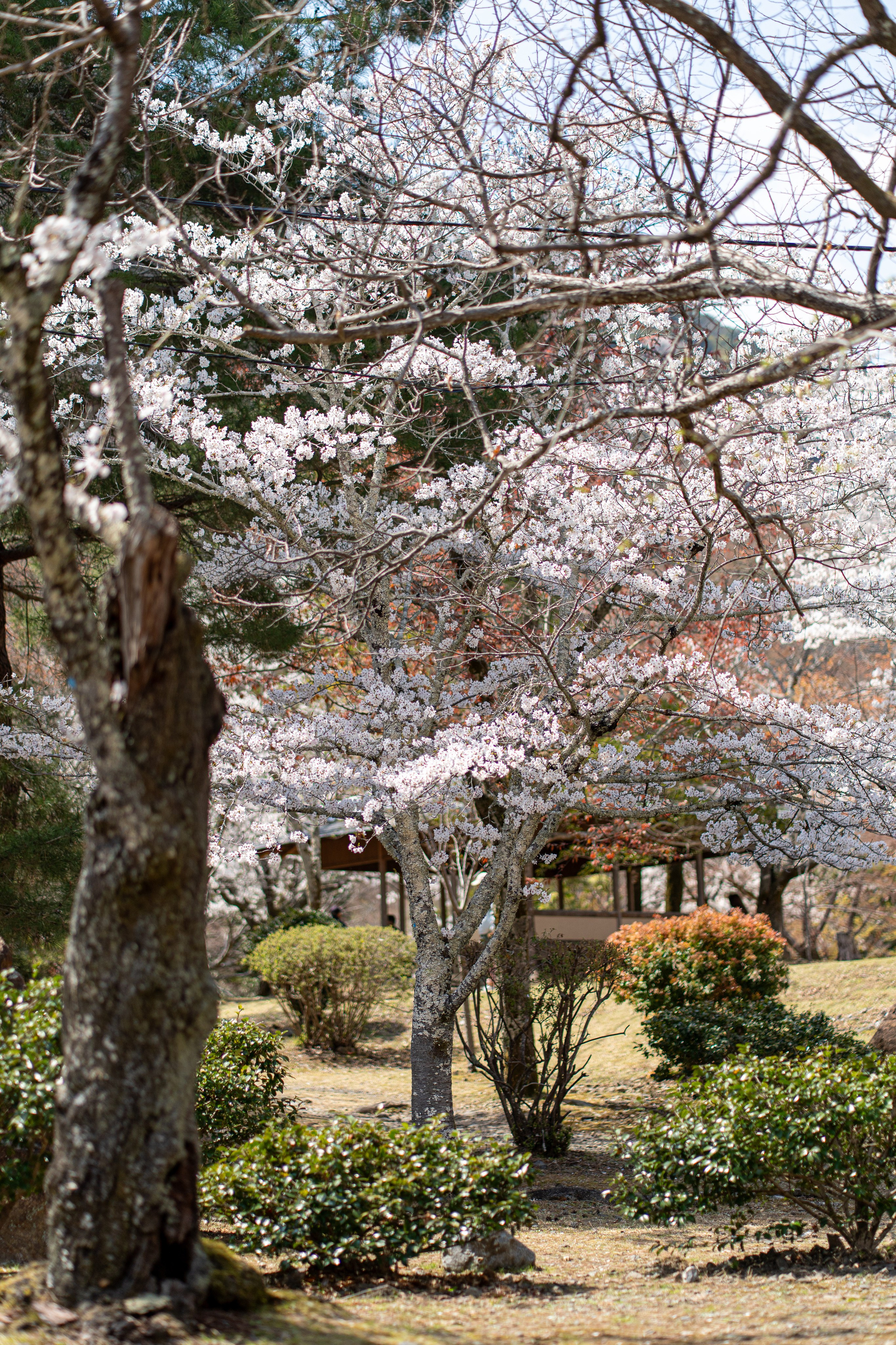 Япония, сакура. Творческие сьемки