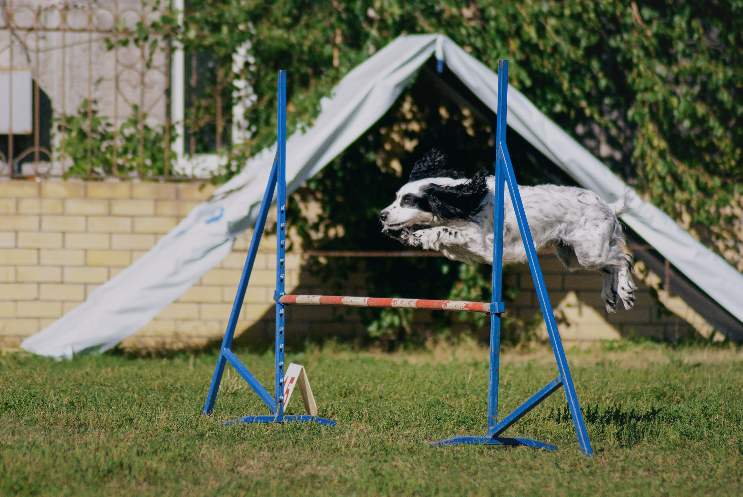 Аджилити. Фотограф в Тюмени Лизавета Сапицкая