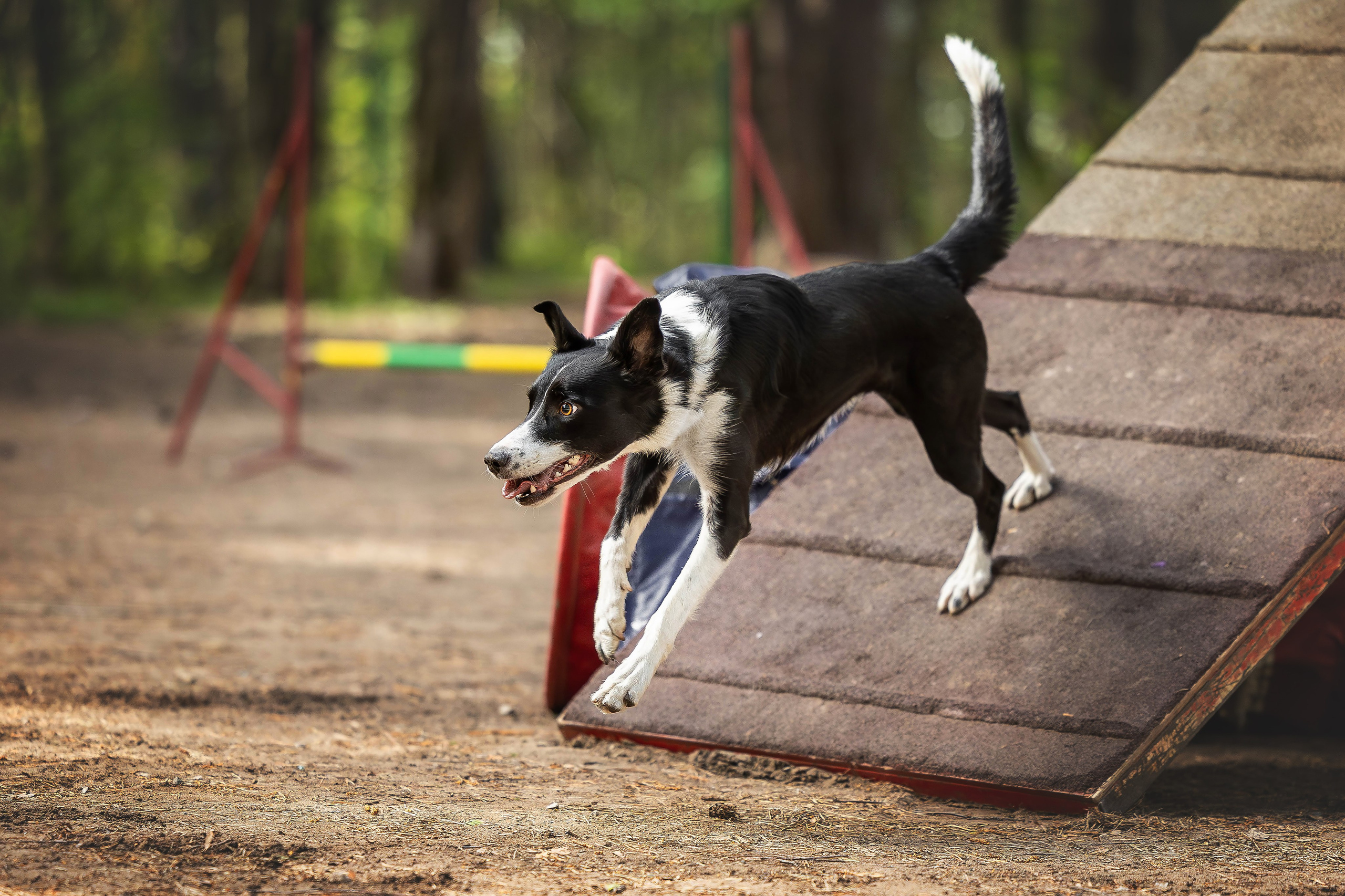 Тренировка аджилити. Фотограф Анималист в Перми Анастасия Остерман