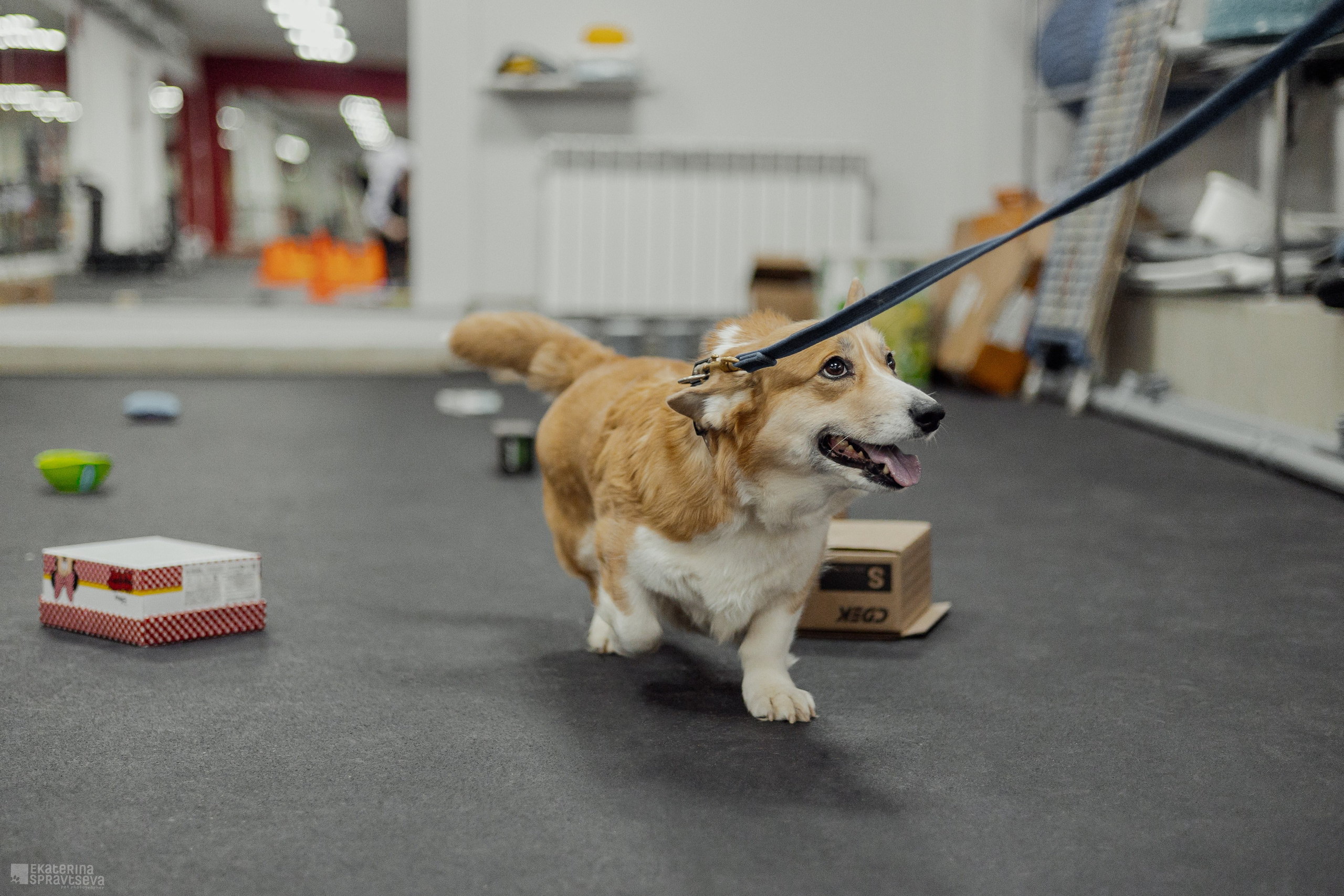 NoseWork. Фотограф Анималист Екатерина Справцева в Нижнем Новгороде