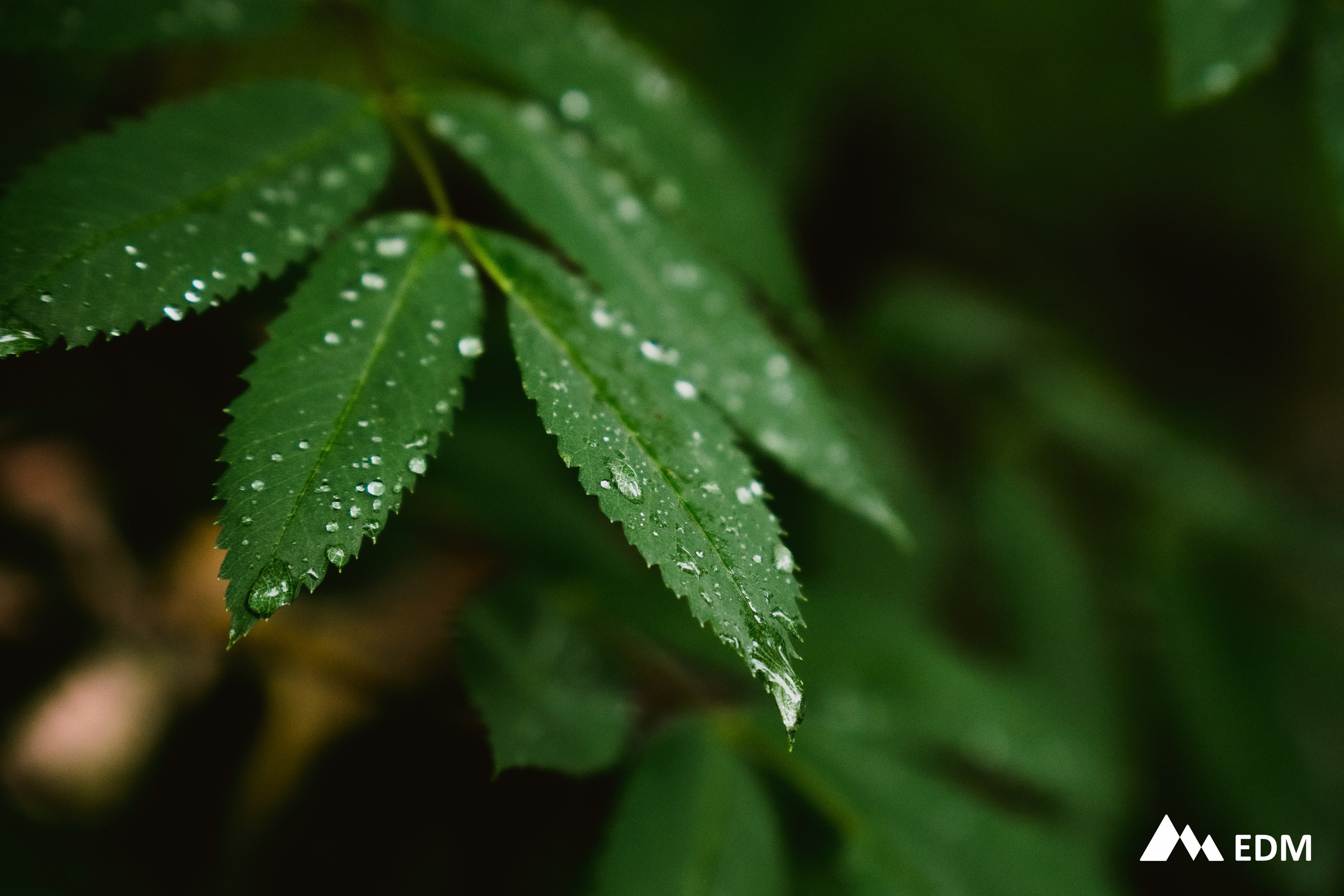 Международная конференция EDM. Фотограф Новосибирск Вероника Вишневская