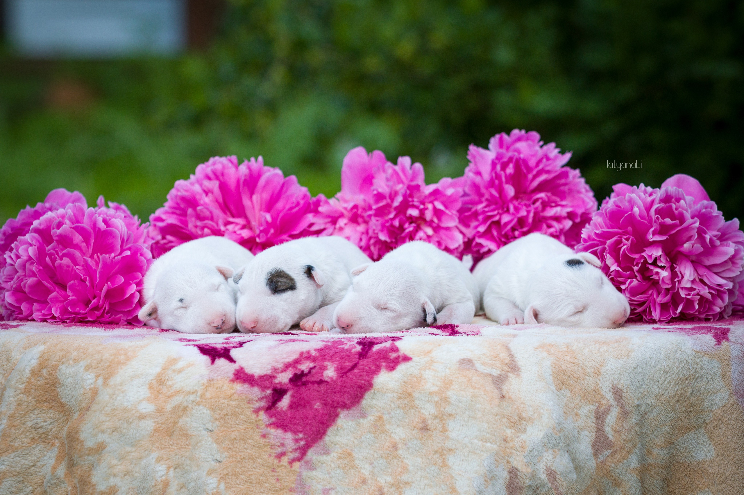 Стандартный бультерьер. Фотограф — анималист Татьяна Ли