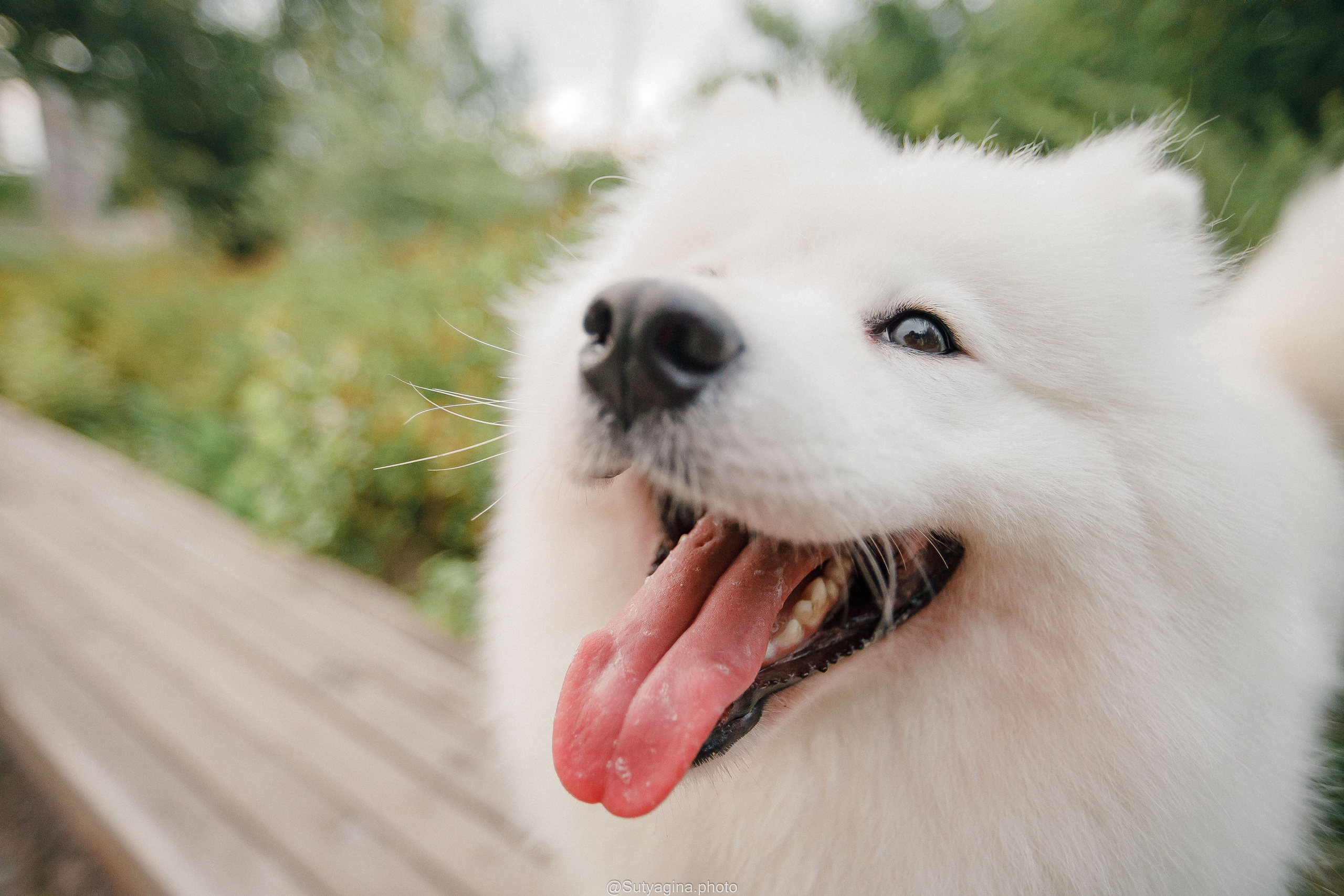 Самоед Рея. Свадебный и женский фотограф