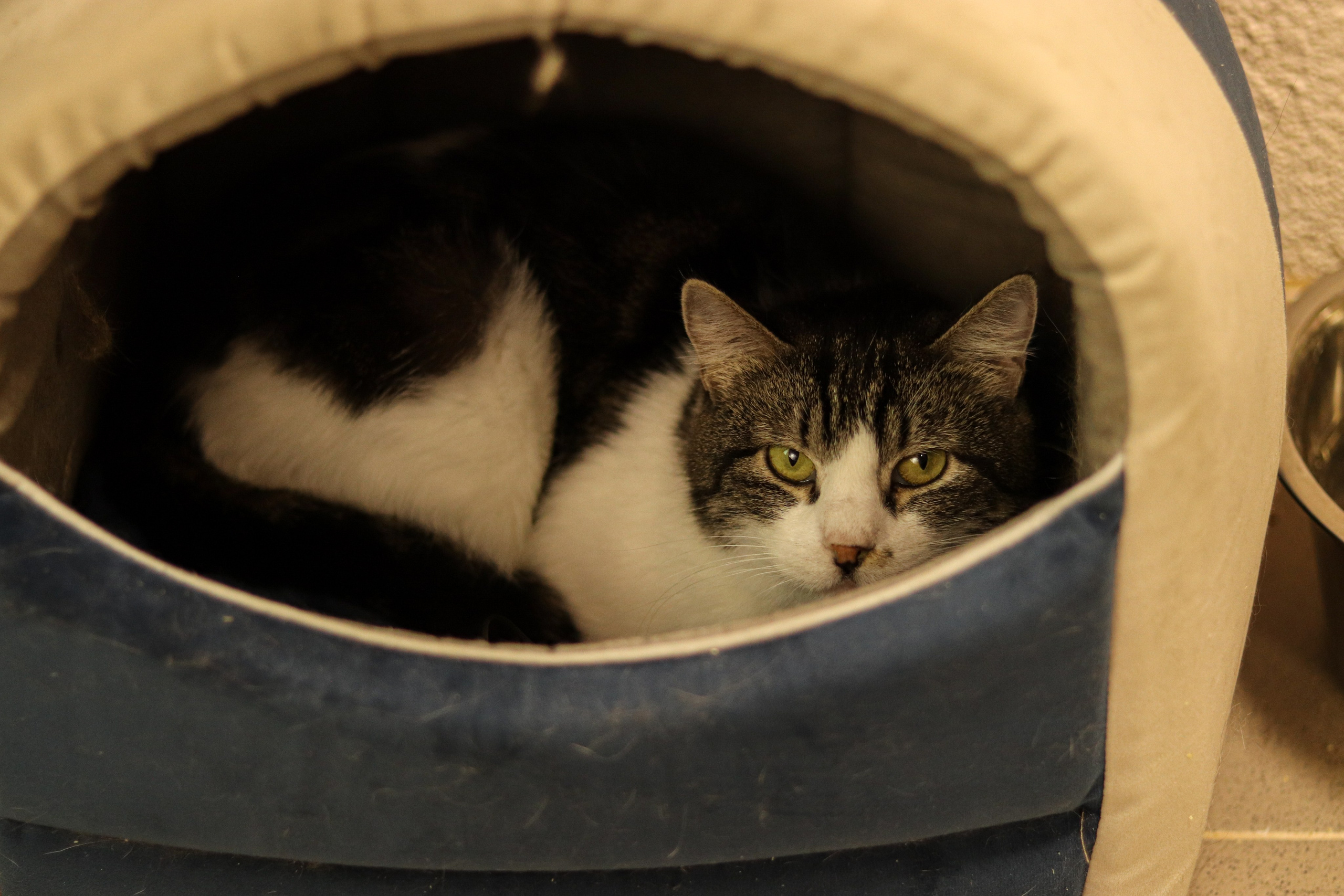 Петербургский дом кота (27 июня 2024). Ивентный фотограф в Санкт-Петербурге Олег Комков