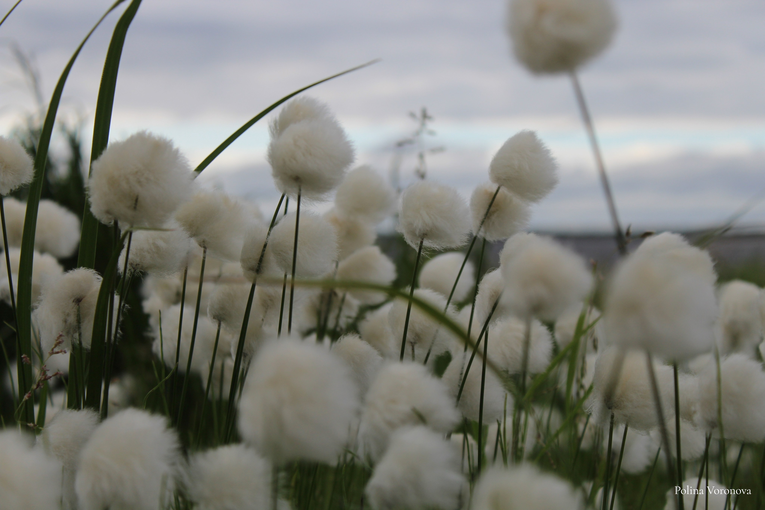 Хатанга и Русское Географическое общество 2024. Хорошая экспедиция