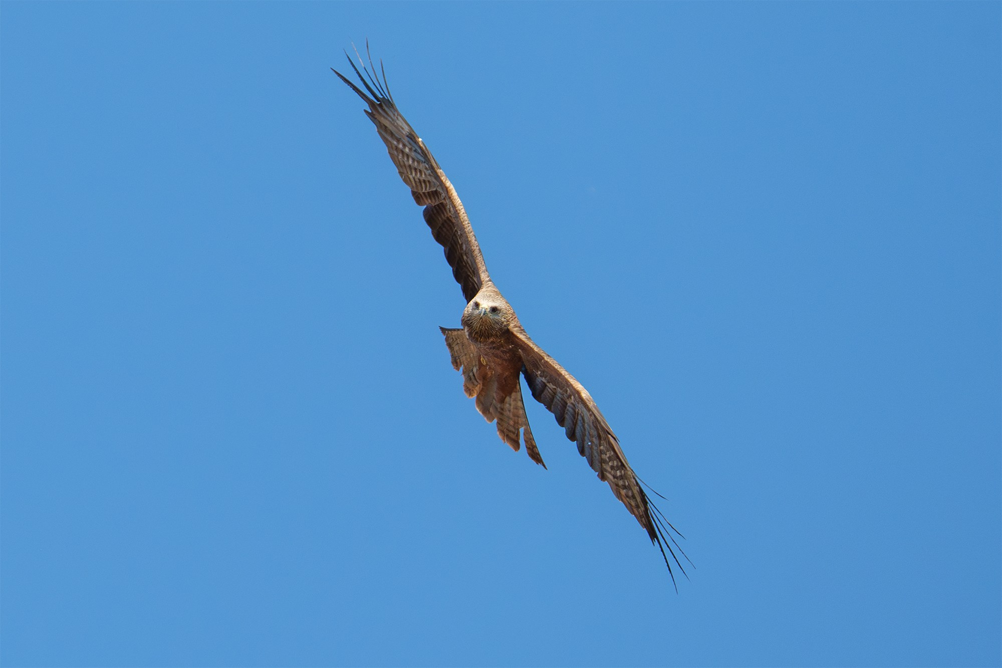 Удивительные мир птиц. Вокруг нас столько прекрасного — присмотритесь!. Ваш личный фотограф Марина Волкова