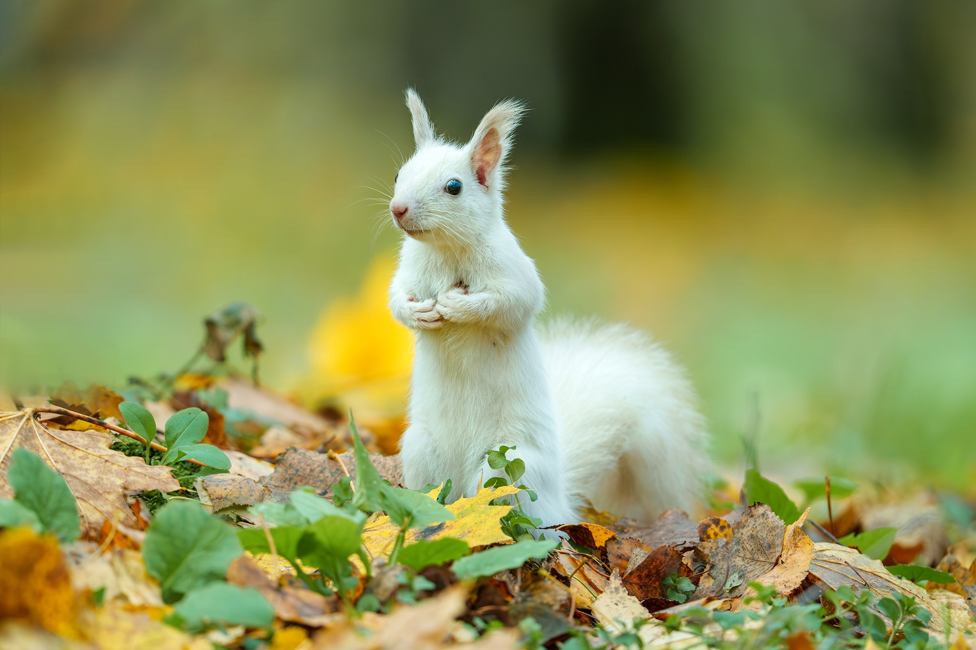 Животные. Ваш личный фотограф Марина Волкова