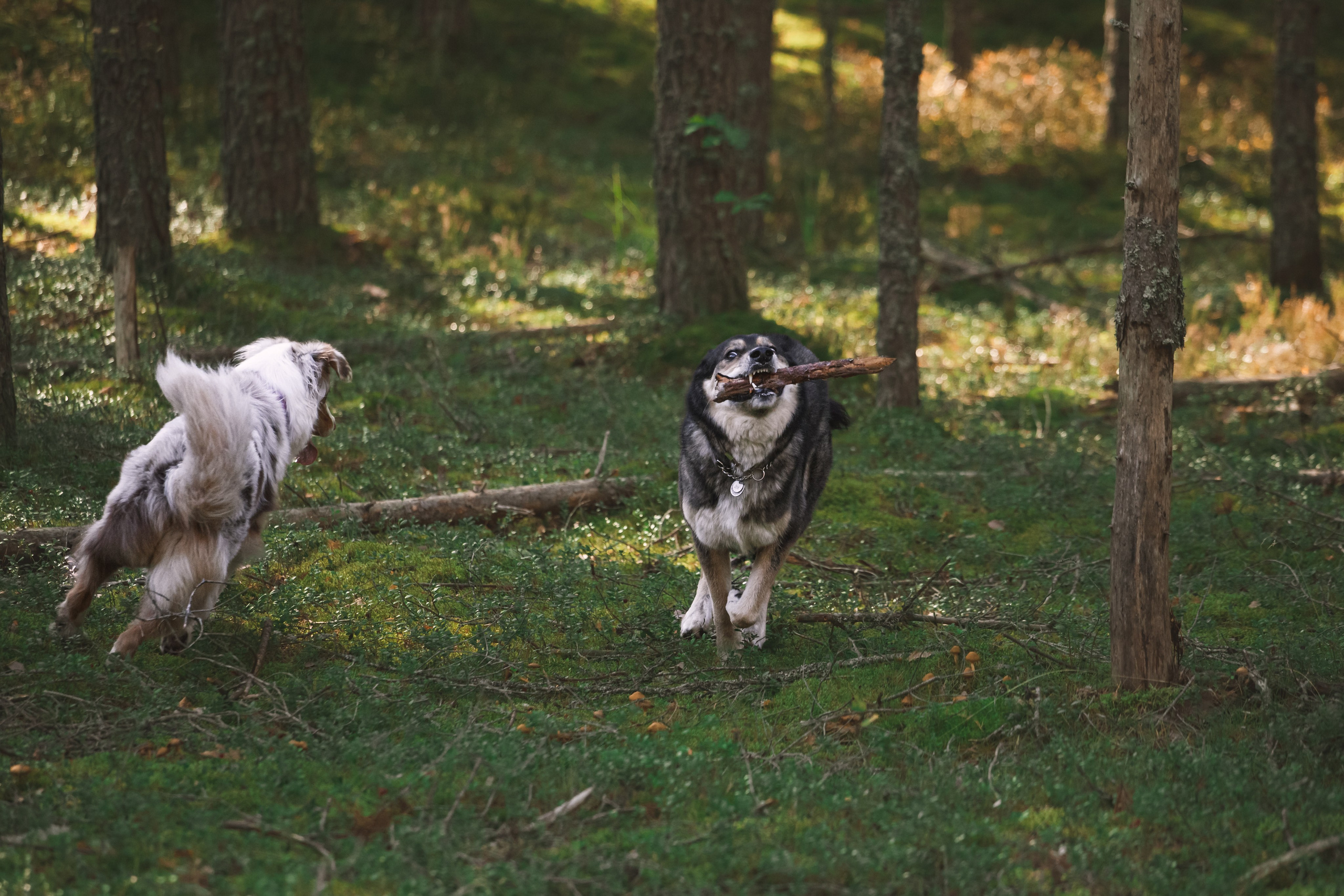 Фотопрогулка в Ленобласти. Фотограф-анималист Татьяна Степанова