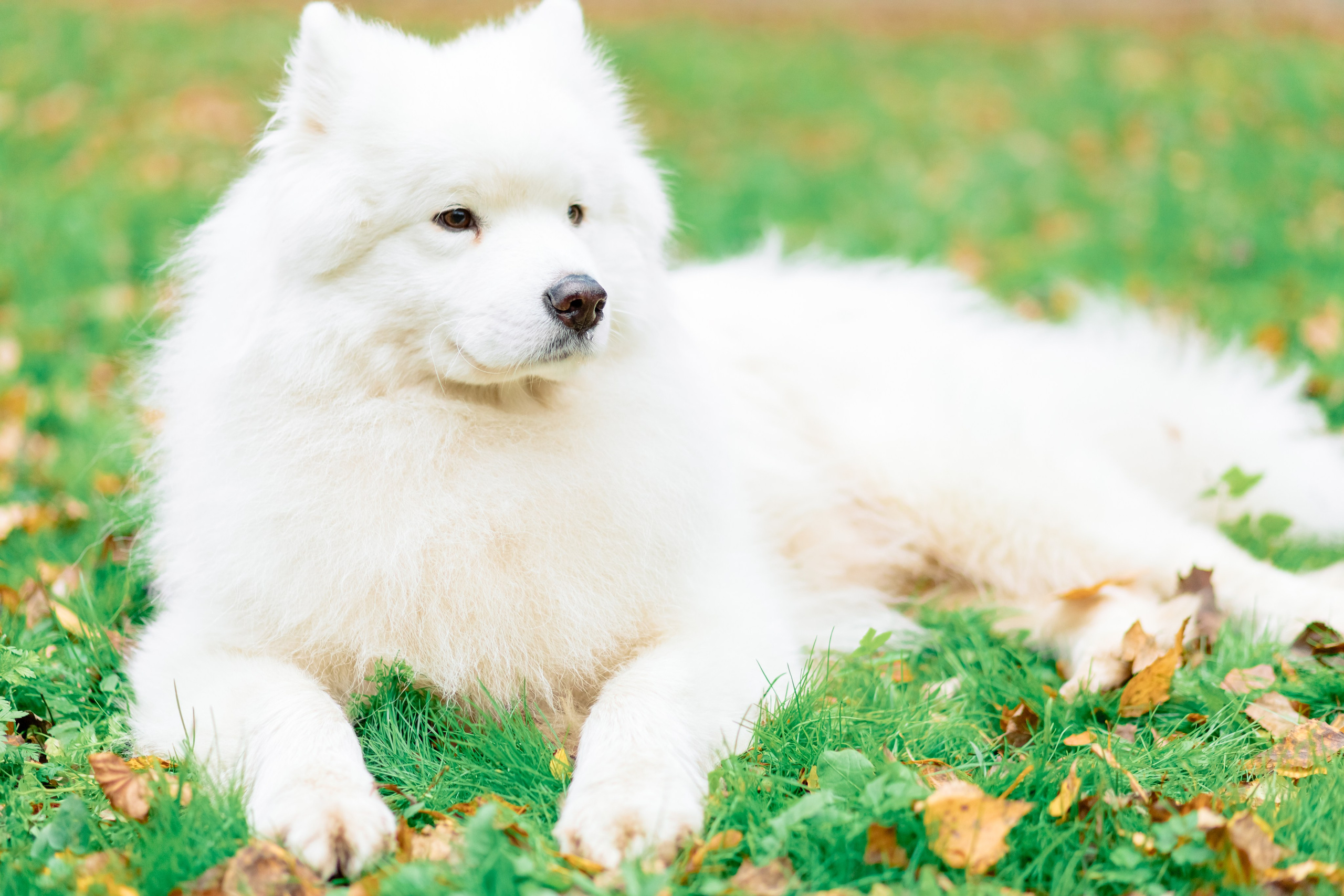 Элина и Велес. Профессиональный фотограф в Ижевске Леша Петров