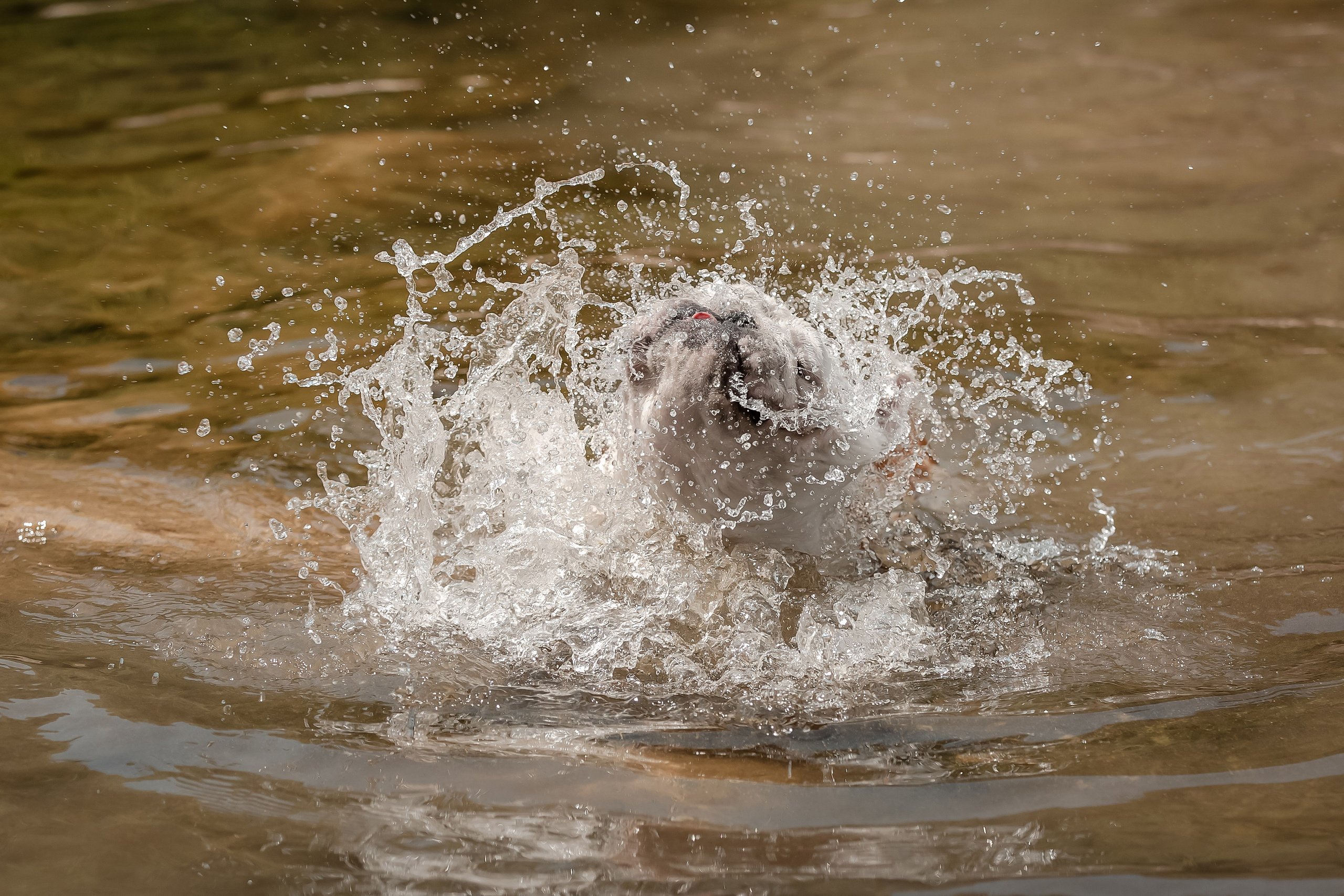 Фотосессия английского бульдога на речке. Фотограф-анималист в Краснодаре Маша Мельникова