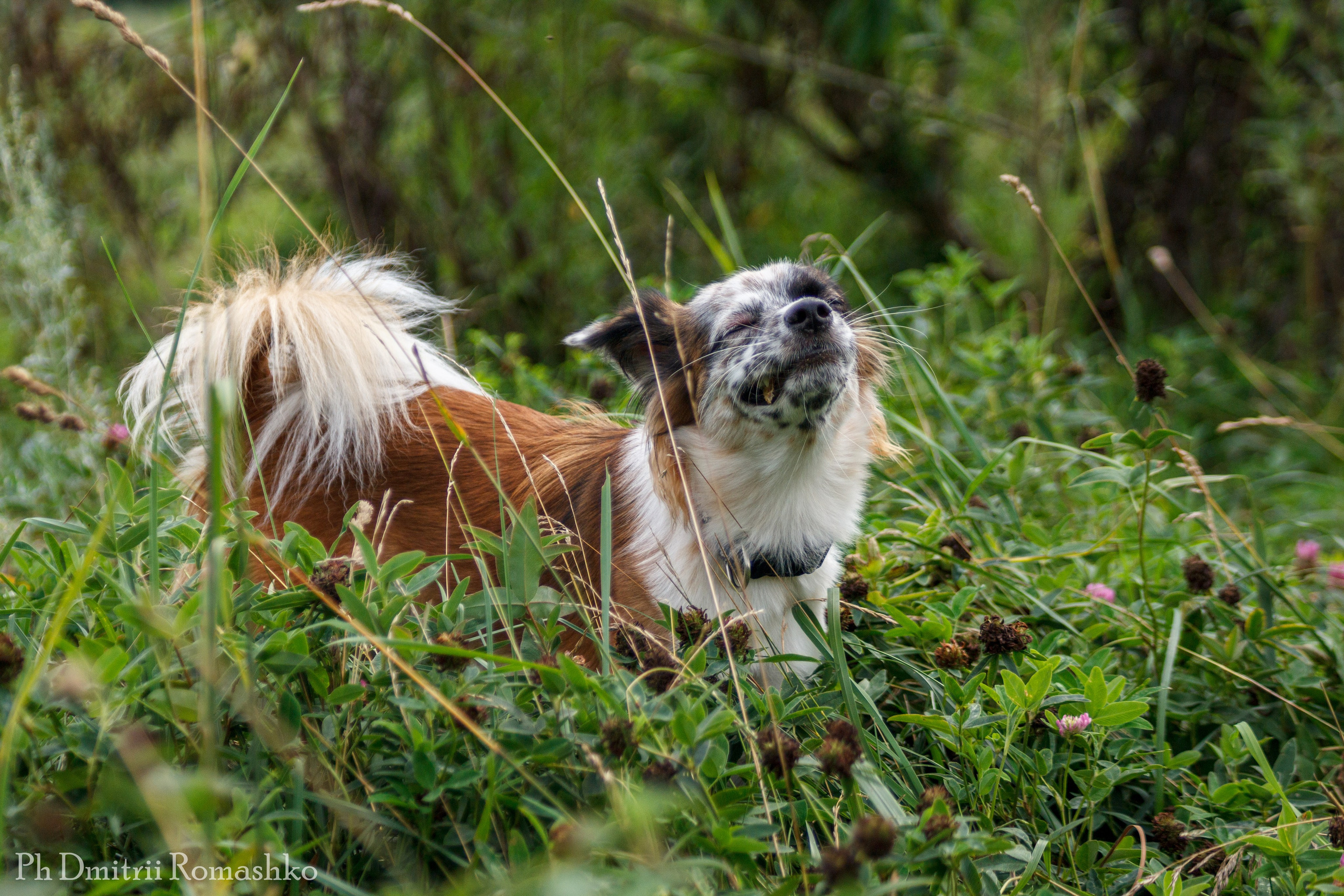 Анималистка. Фотограф Дмитрий Ромашко