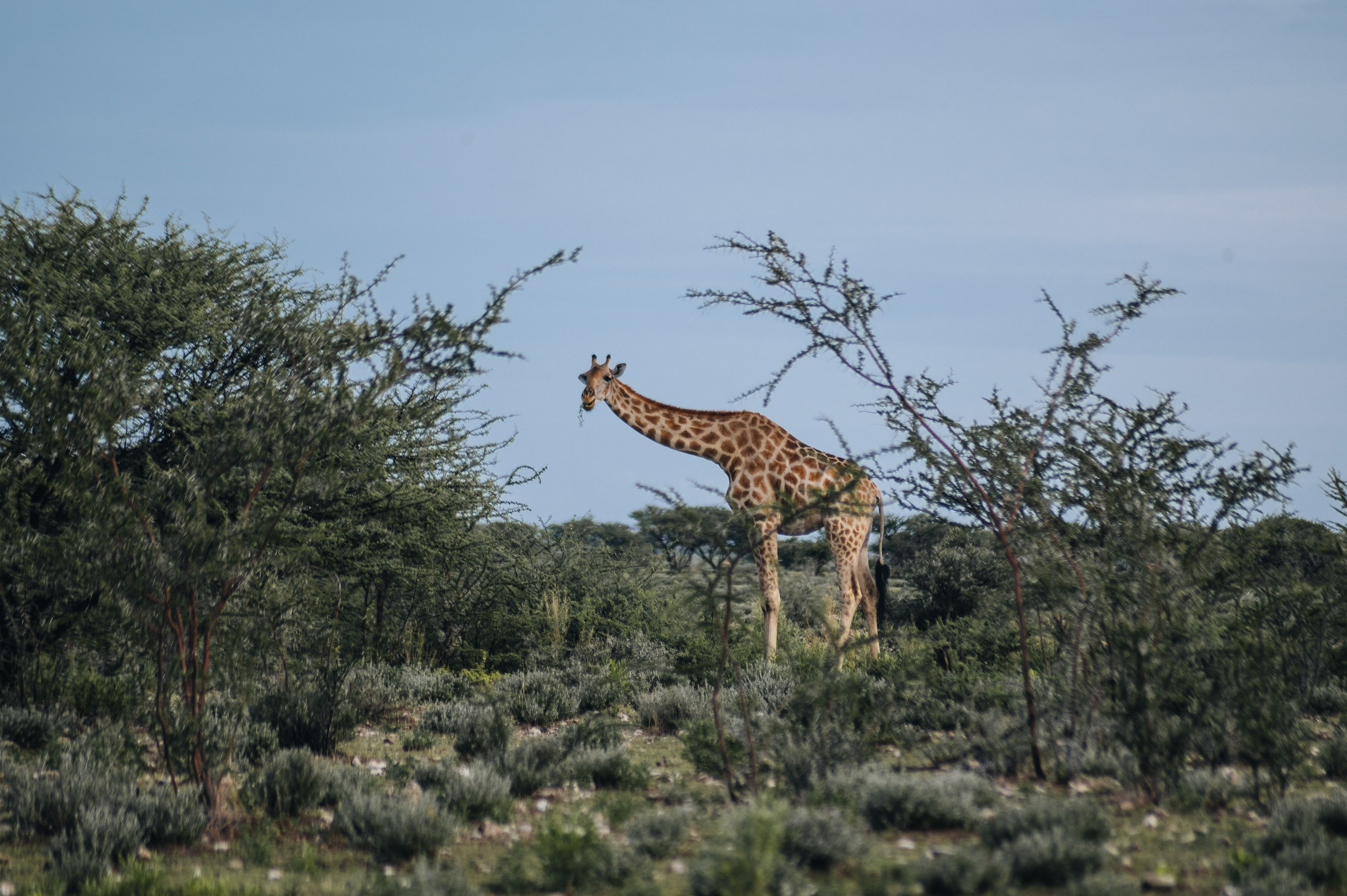 НАМИБИЯ. Роадтрип