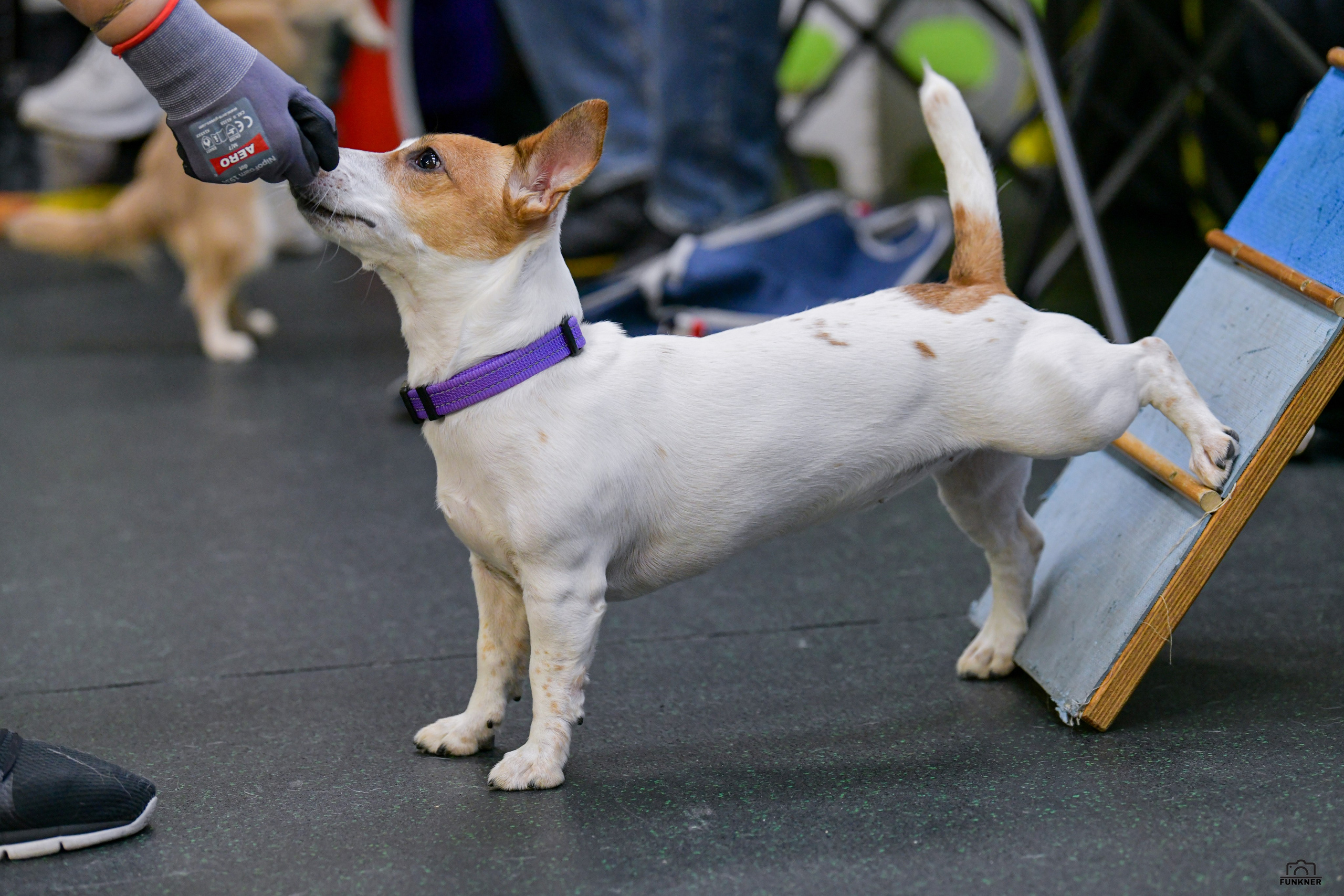 Кинологический клуб «Бодрый хвост». Свой взгляд через объектив