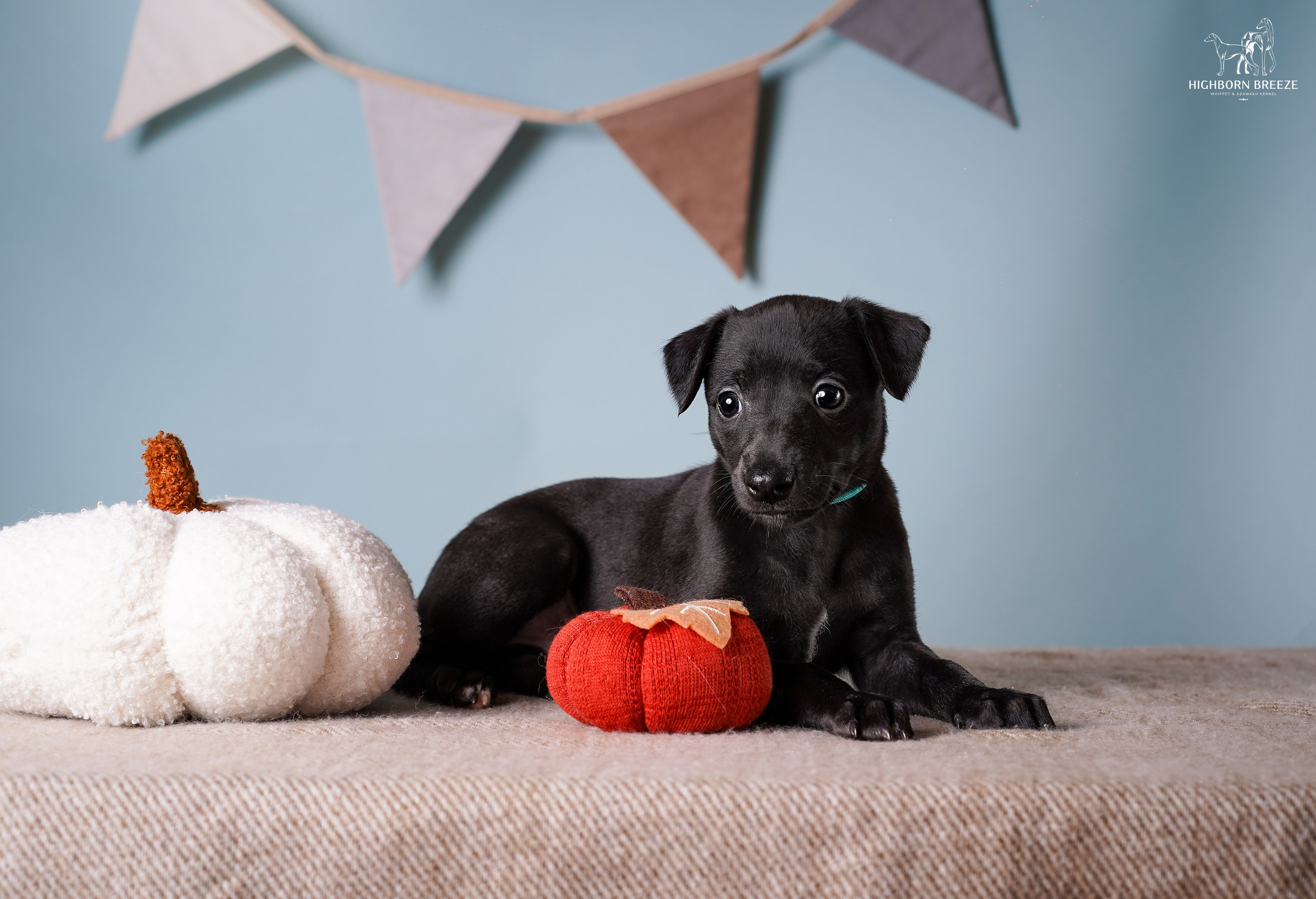 Щенки уиппета. Фотограф-анималист в Санкт-Петербурге Яна Мартынова