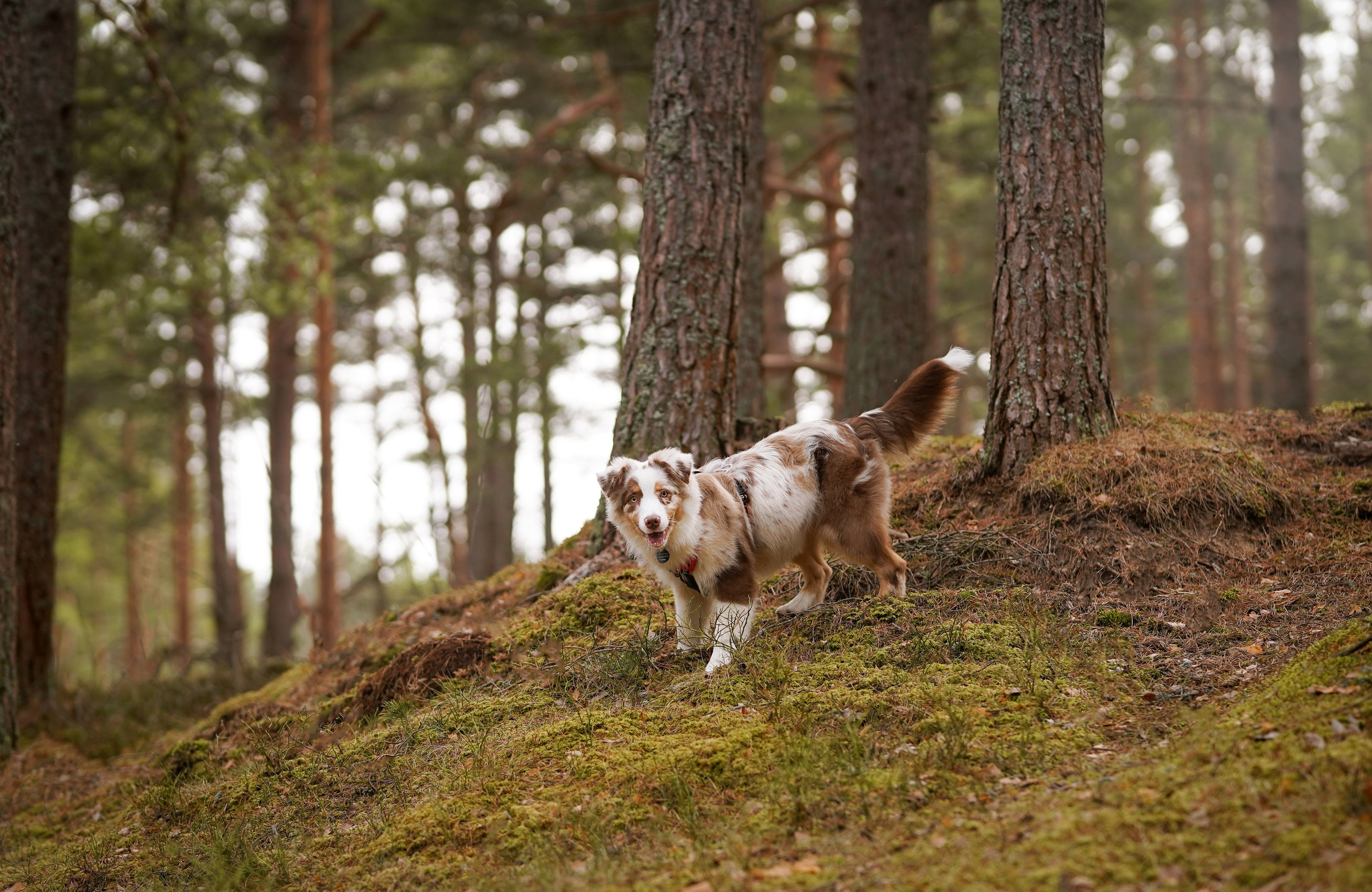 Аусси на Ладоге. Фотограф-анималист в Санкт-Петербурге Яна Мартынова