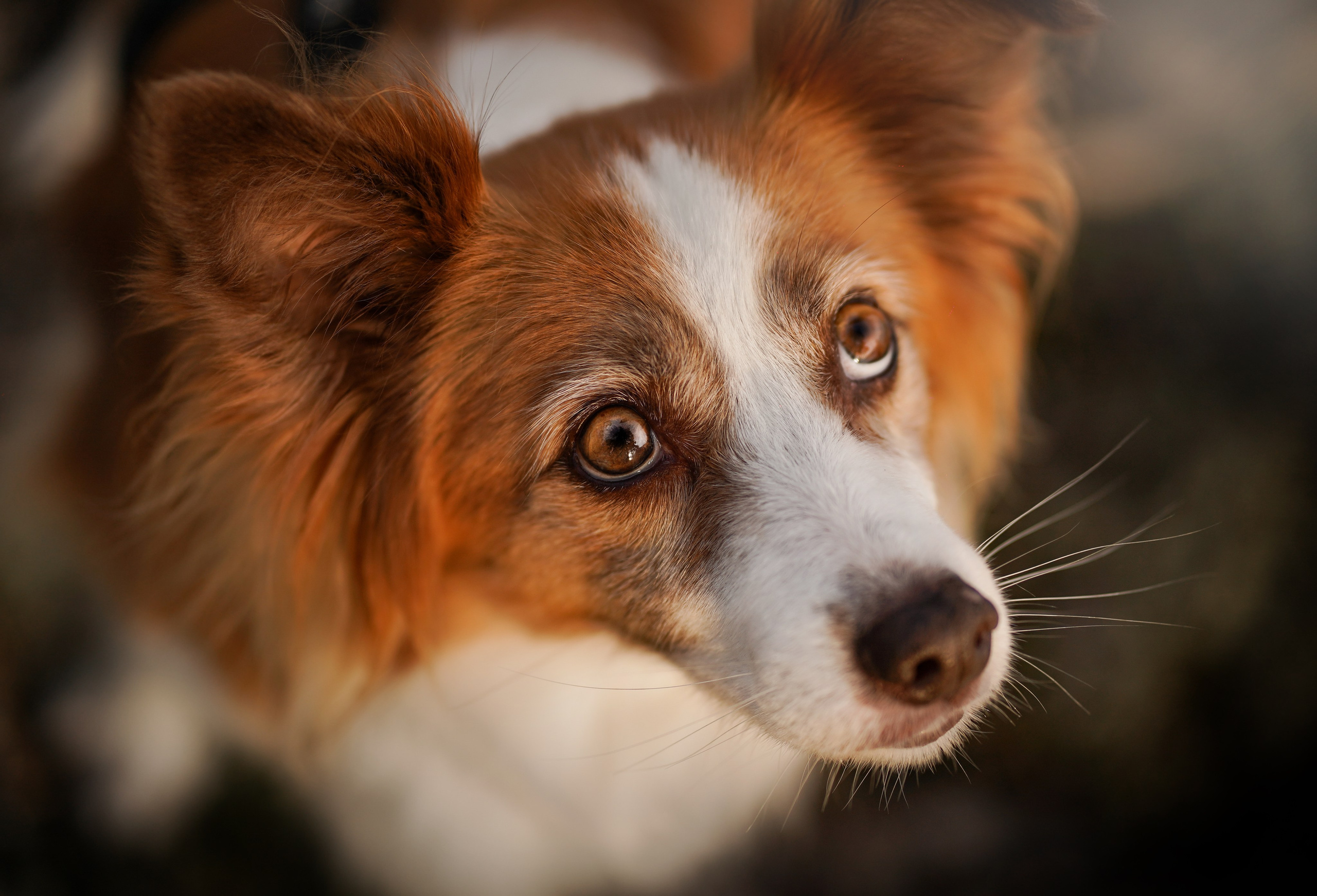 Карелия. Фотограф-анималист в Санкт-Петербурге Яна Мартынова