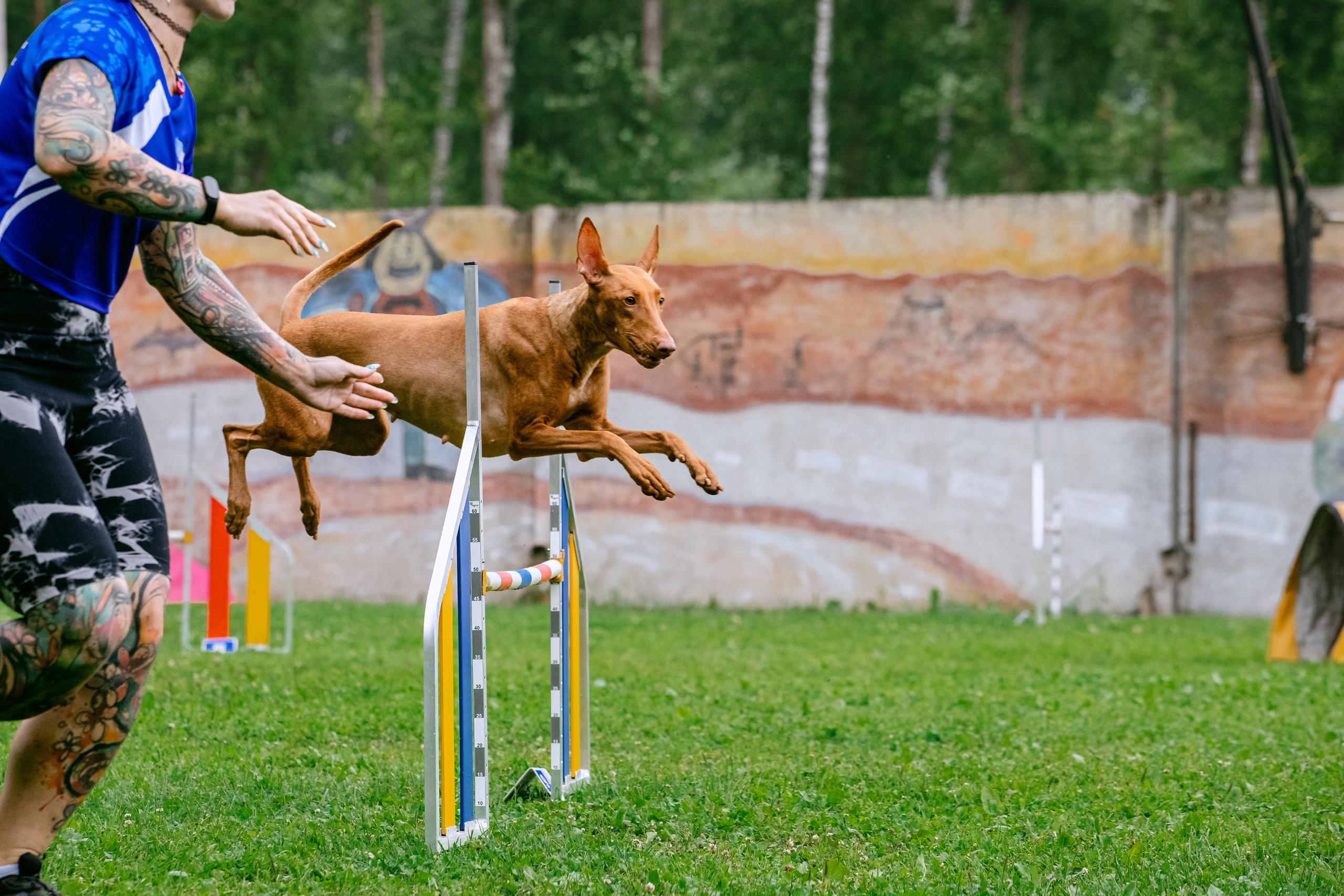 Соревнования по аджилити Долгопрудный 30.06.2025. Фотограф-анималист Татьяна Степанова