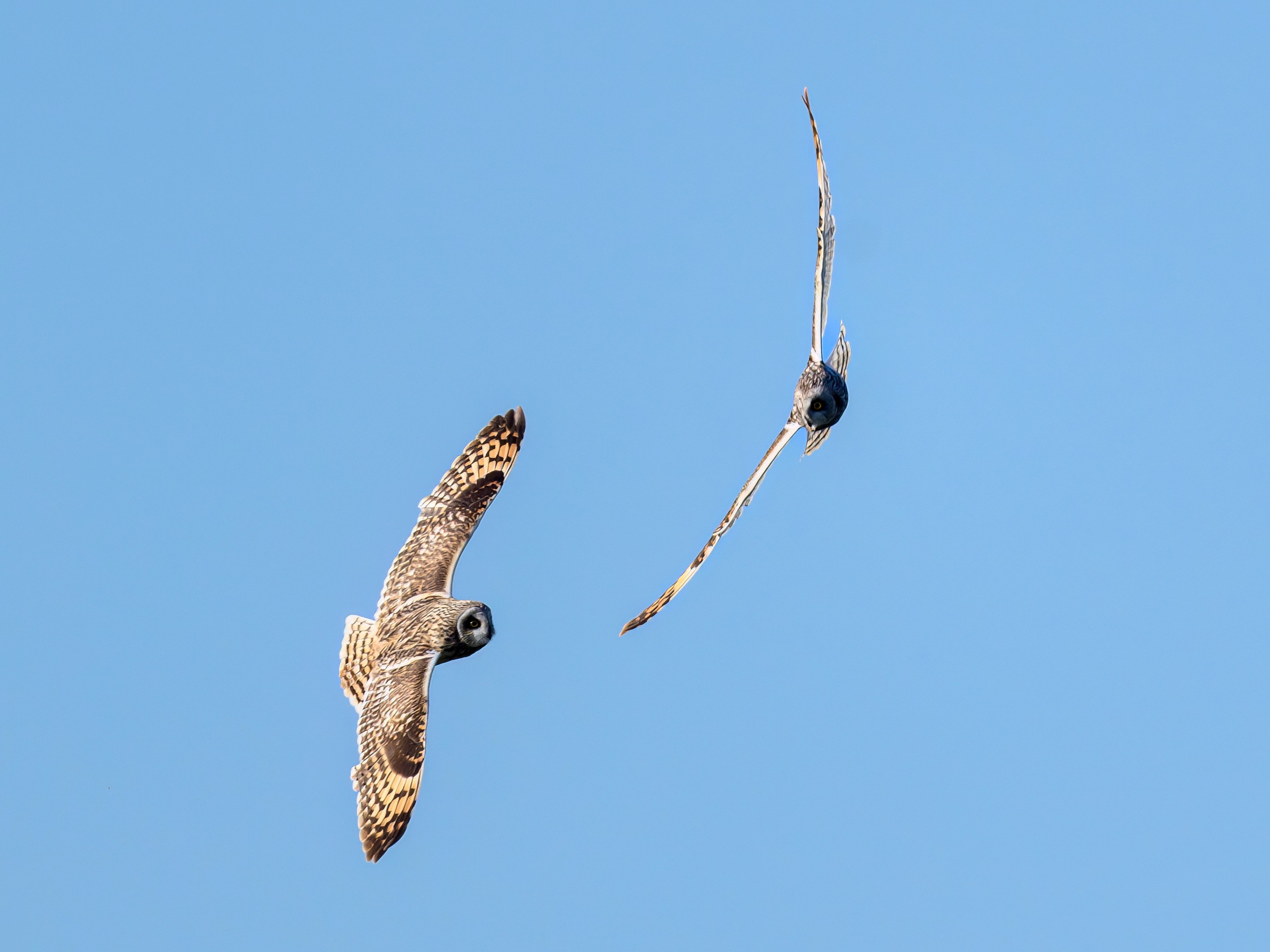 Совы играют в догонялки. Wildlife photography by Sergey Puponin