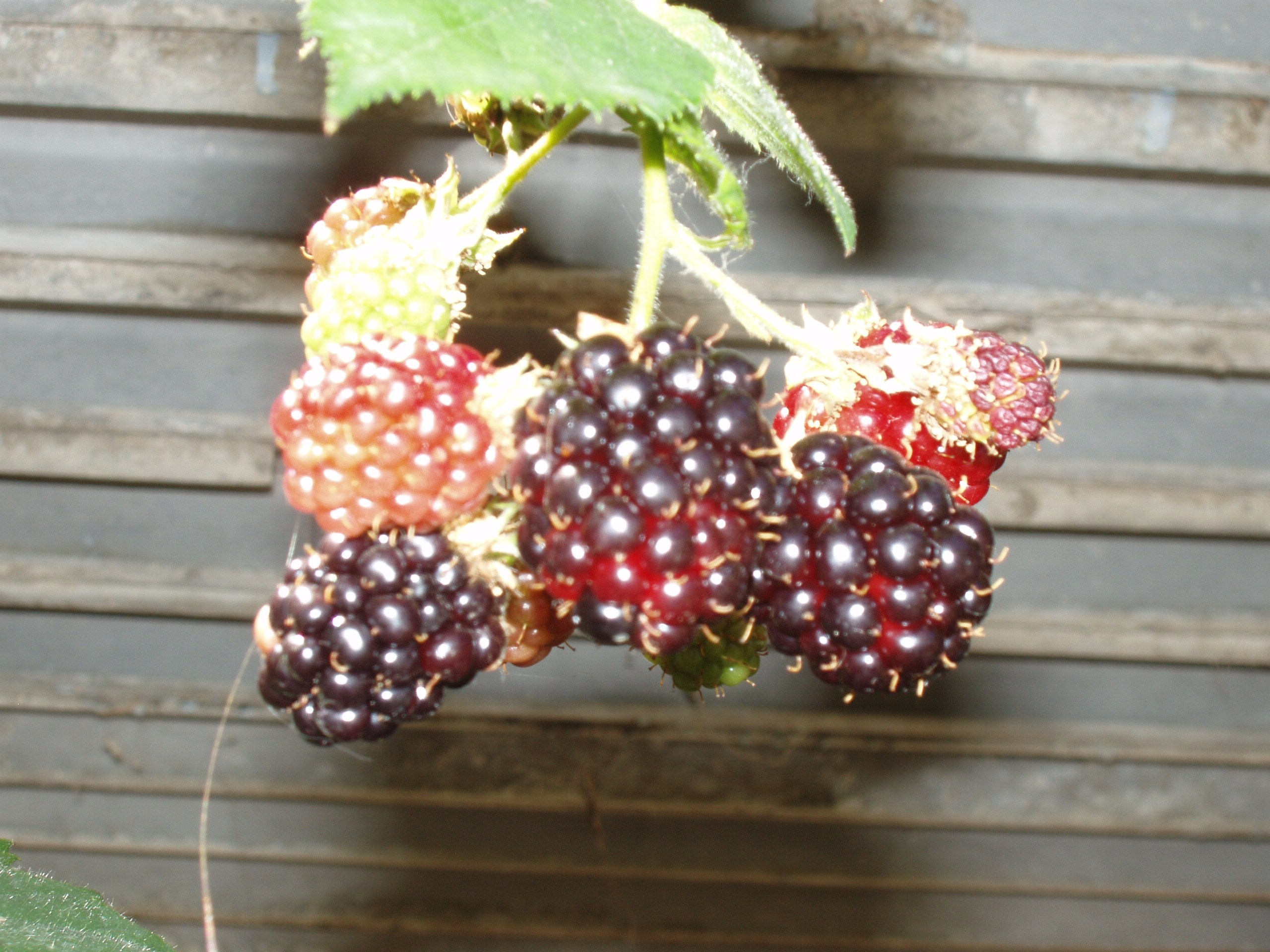 Отпуск 20.07-17.08. Семейный, Свадебный фотограф СПБ Питер— Романова Екатерина