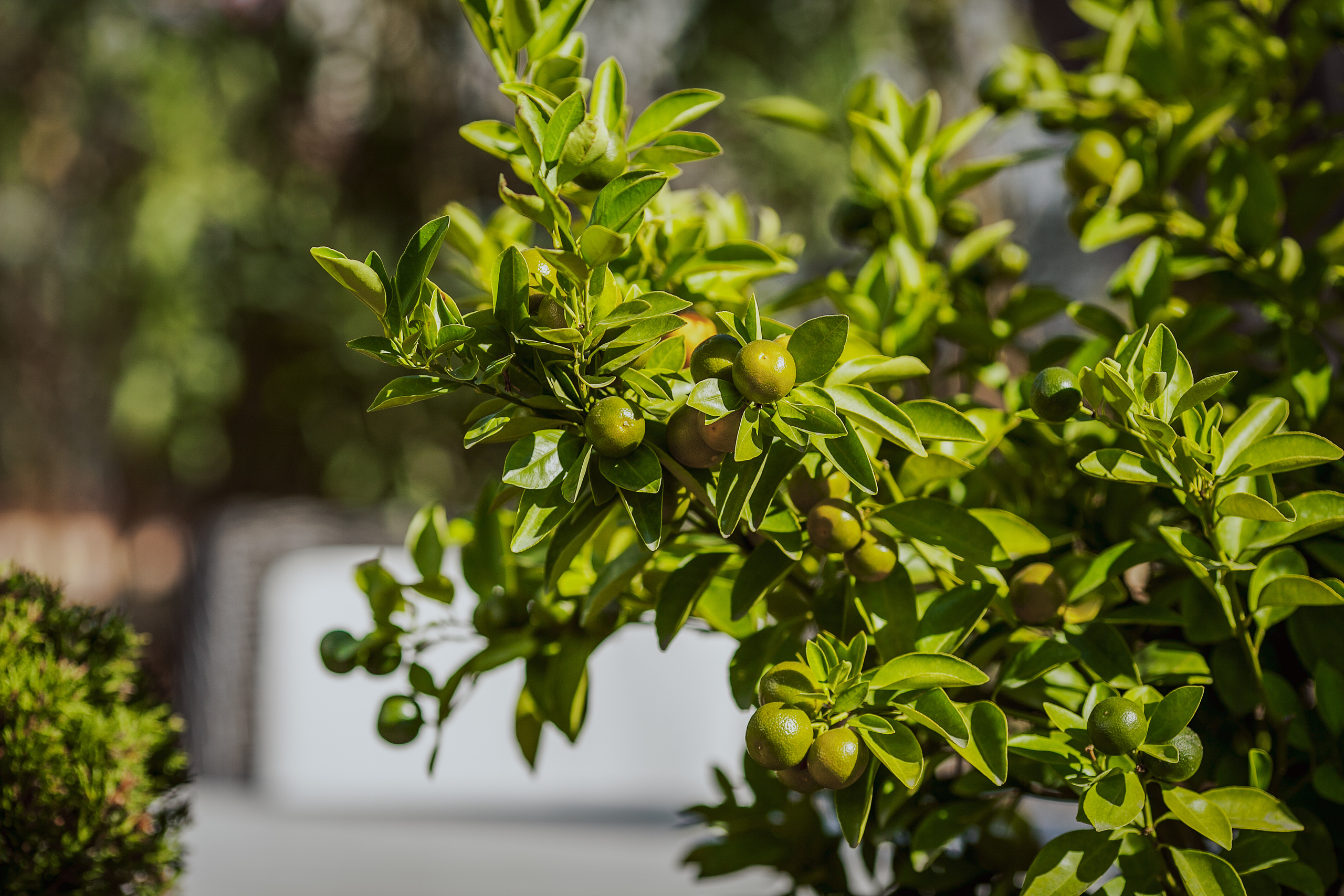 Олег и Елена. Свадебный фотограф в Краснодаре Михаил Бобрышов