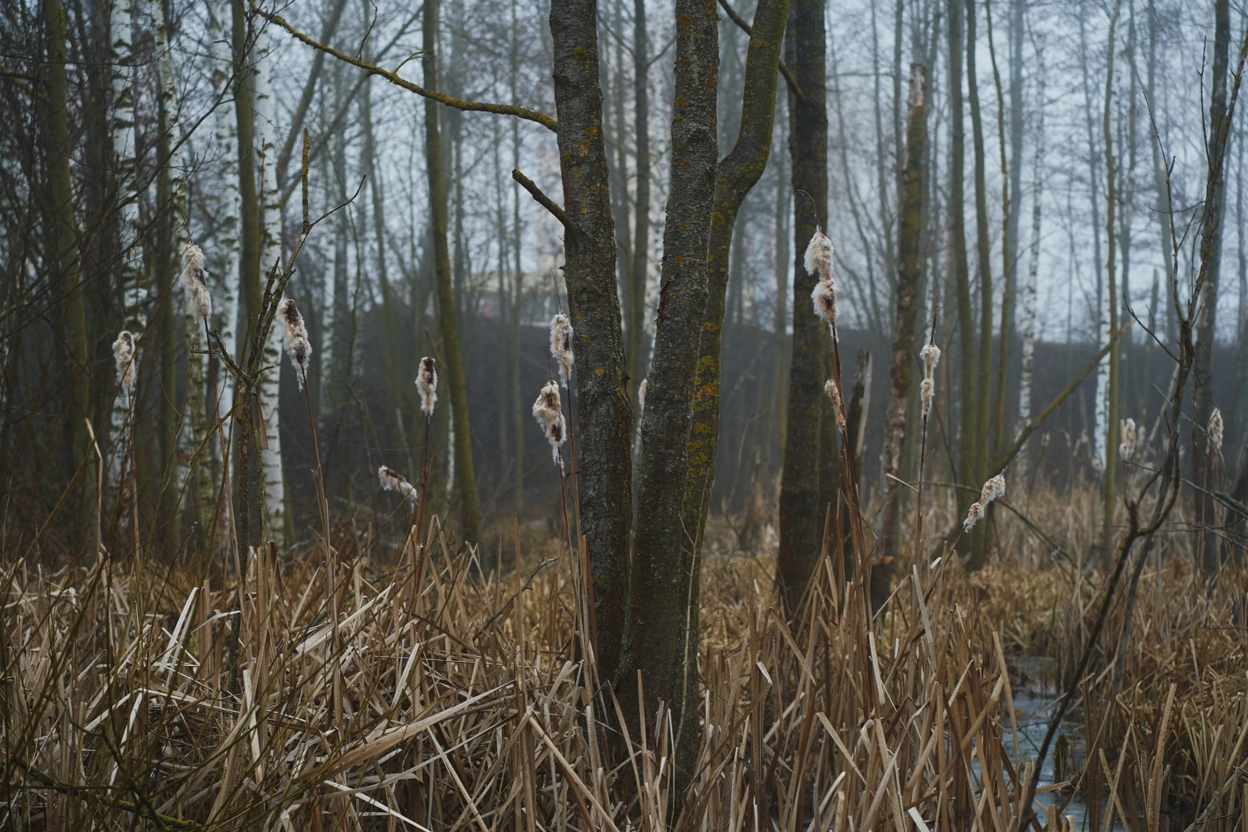 DIRTY RABBIT. Фотограф и визуальный художник в Туле / Николай Рейзвих