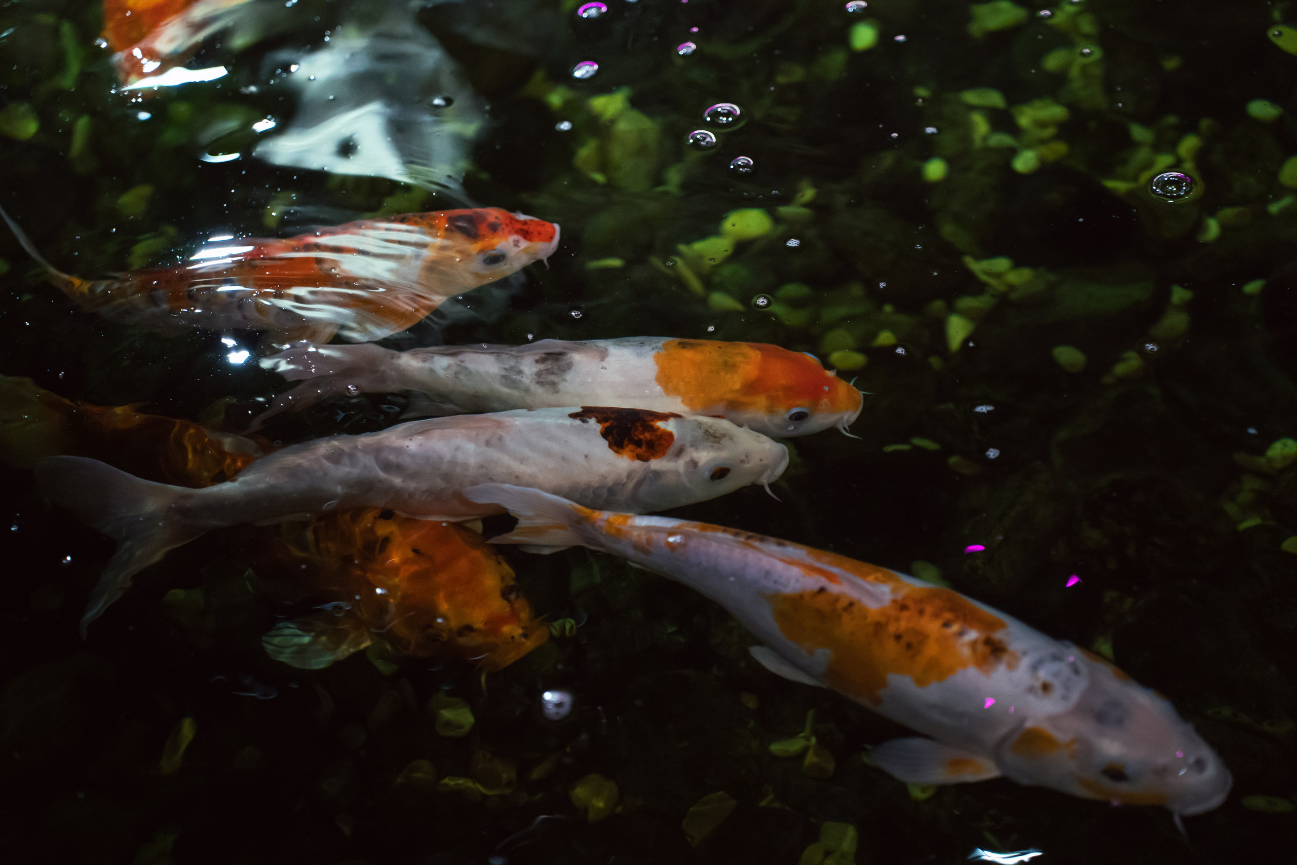 ALICE: BEAUTIFUL FACE ON THE WEEKEND. Фотограф и визуальный художник в Туле / Николай Рейзвих