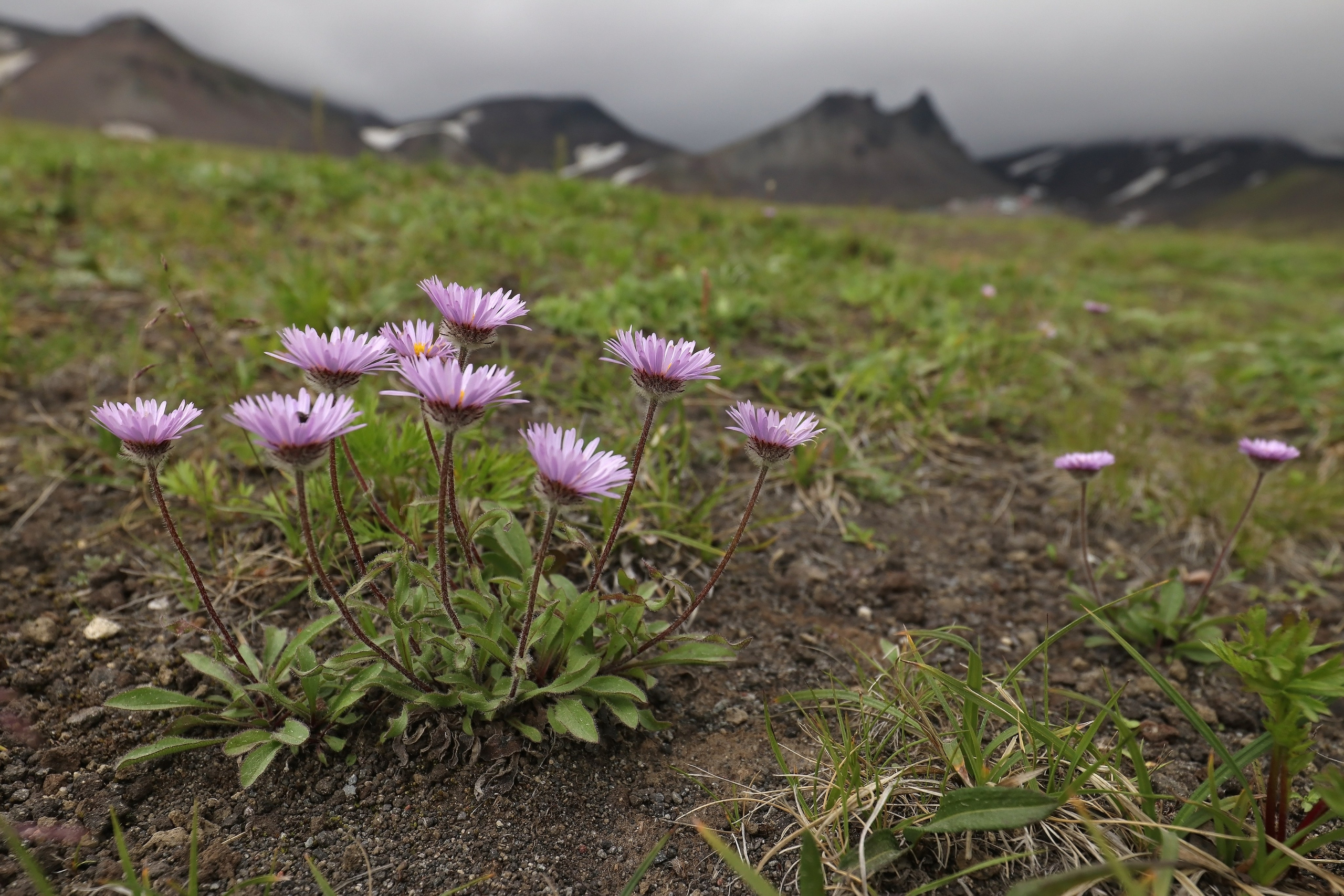 Камчатка и о. Парамушир. Июль 2024. Путешественник-фотограф из Санкт-Петербурга Татьяна Свистулина